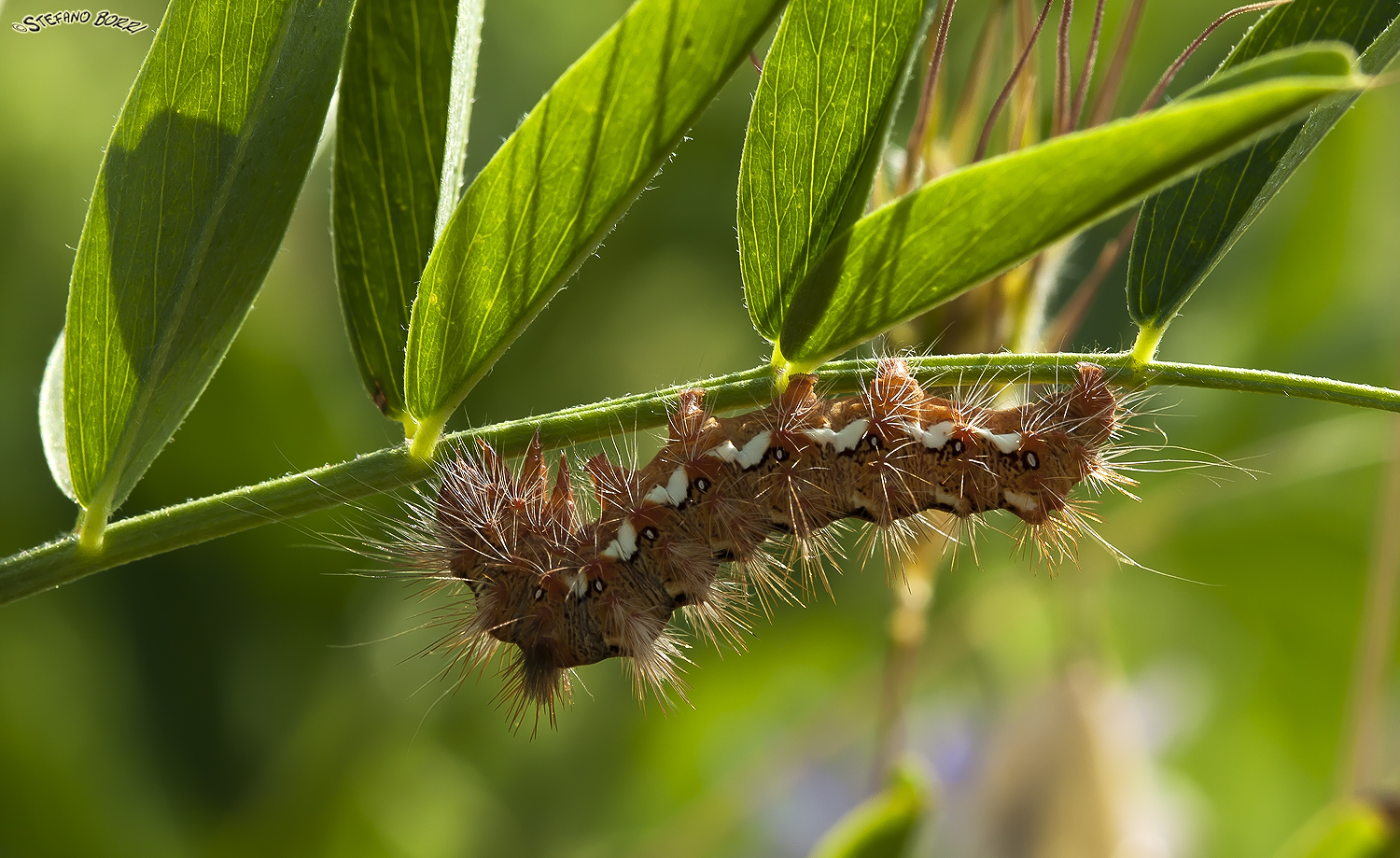 Caterpillar