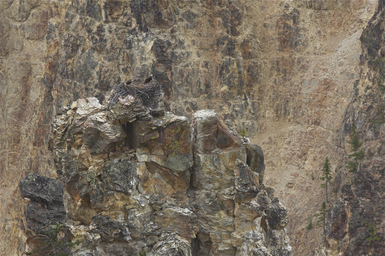 Osprey nest - Yellowstone NP