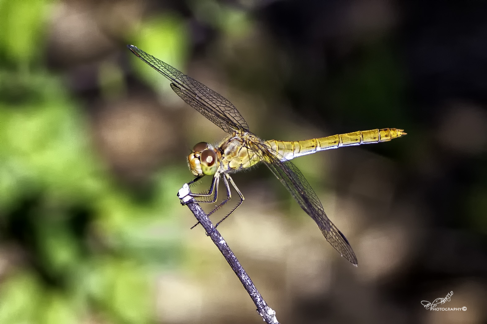 dragonfly