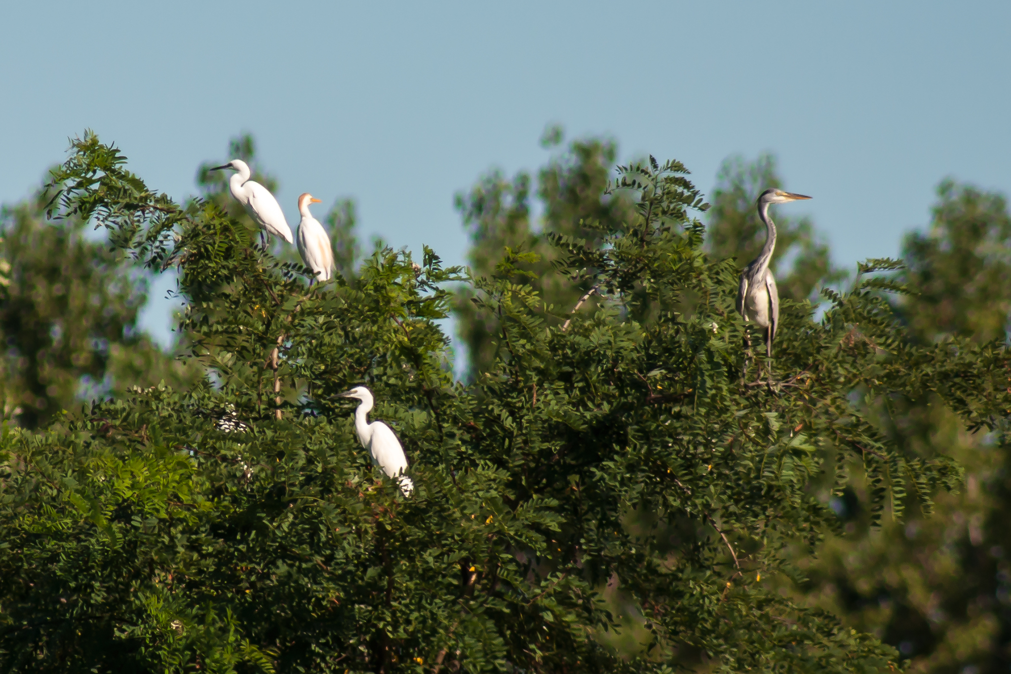 Herons and egrets