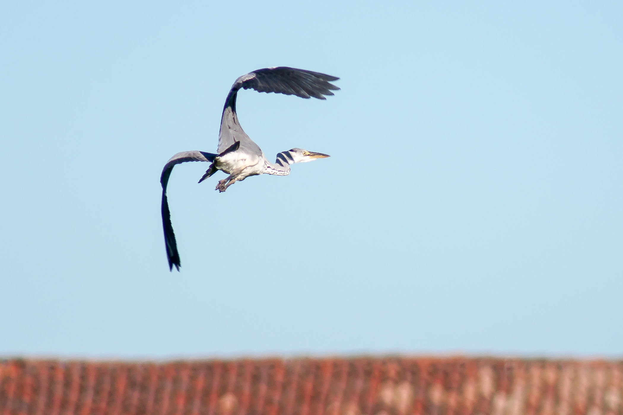 Grey heron in flight