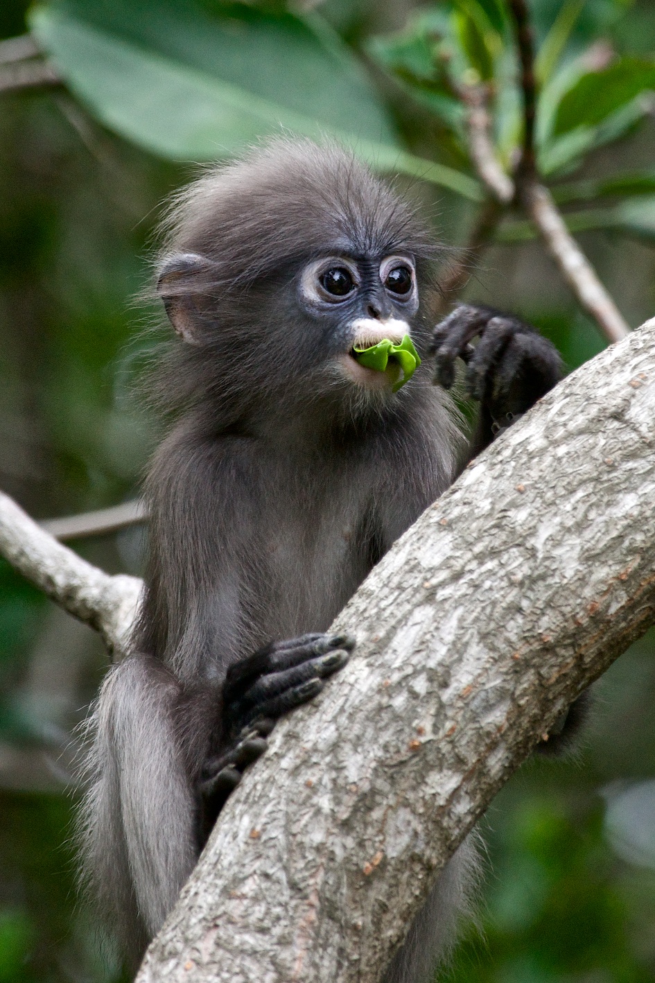 Dusky langur