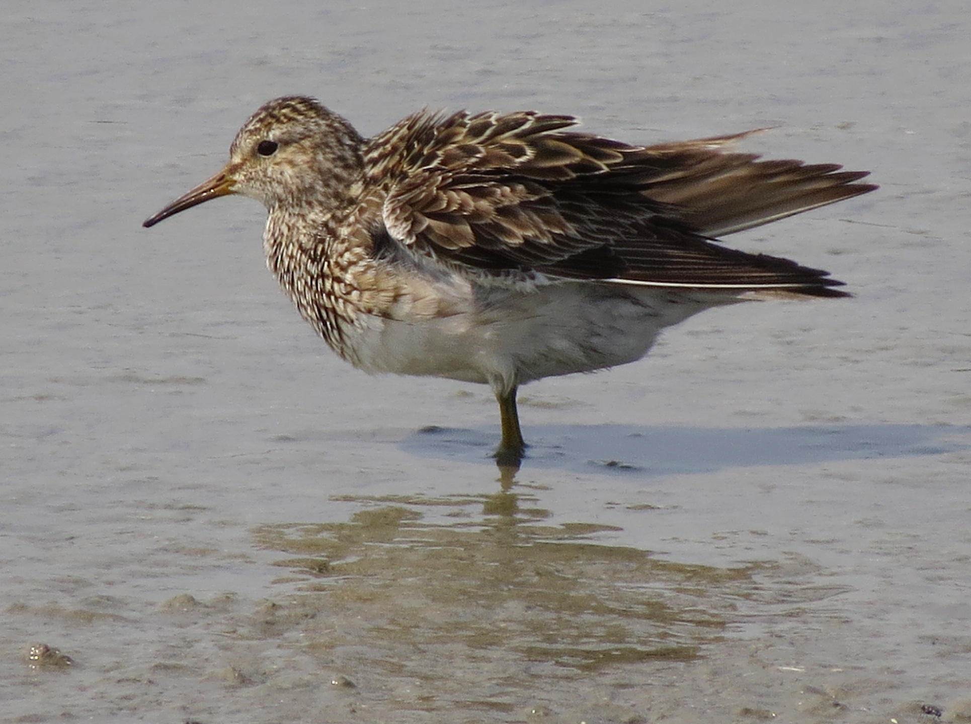 Piovanello pettorale