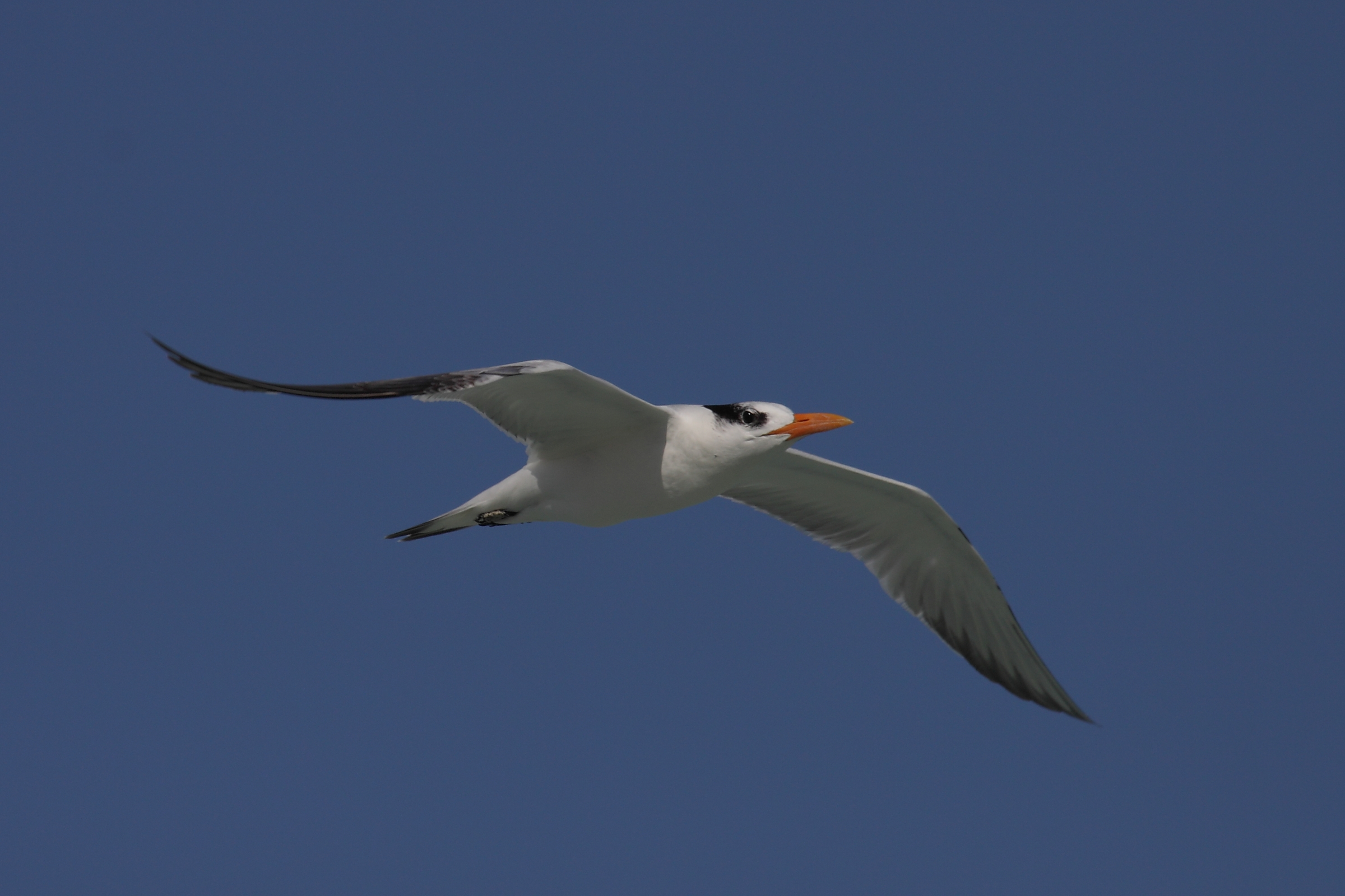 Caspian Tern