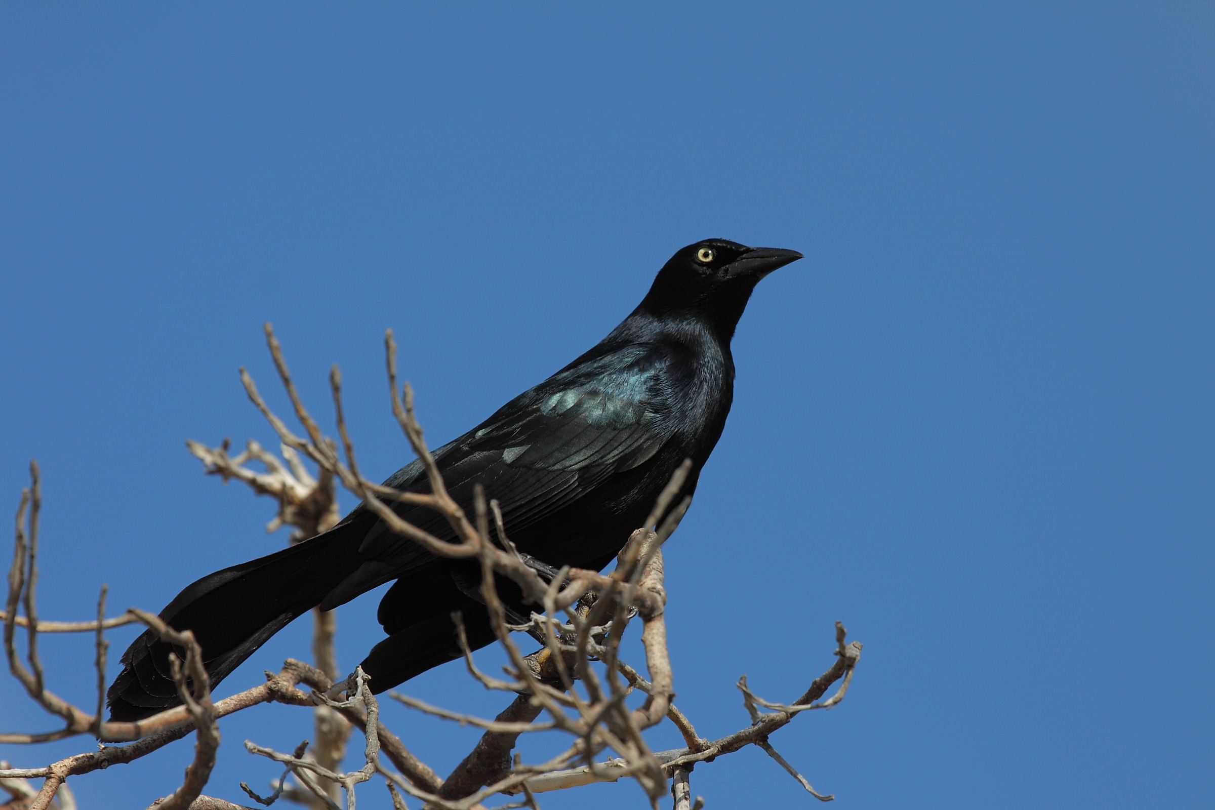 Gracchio delle Antille