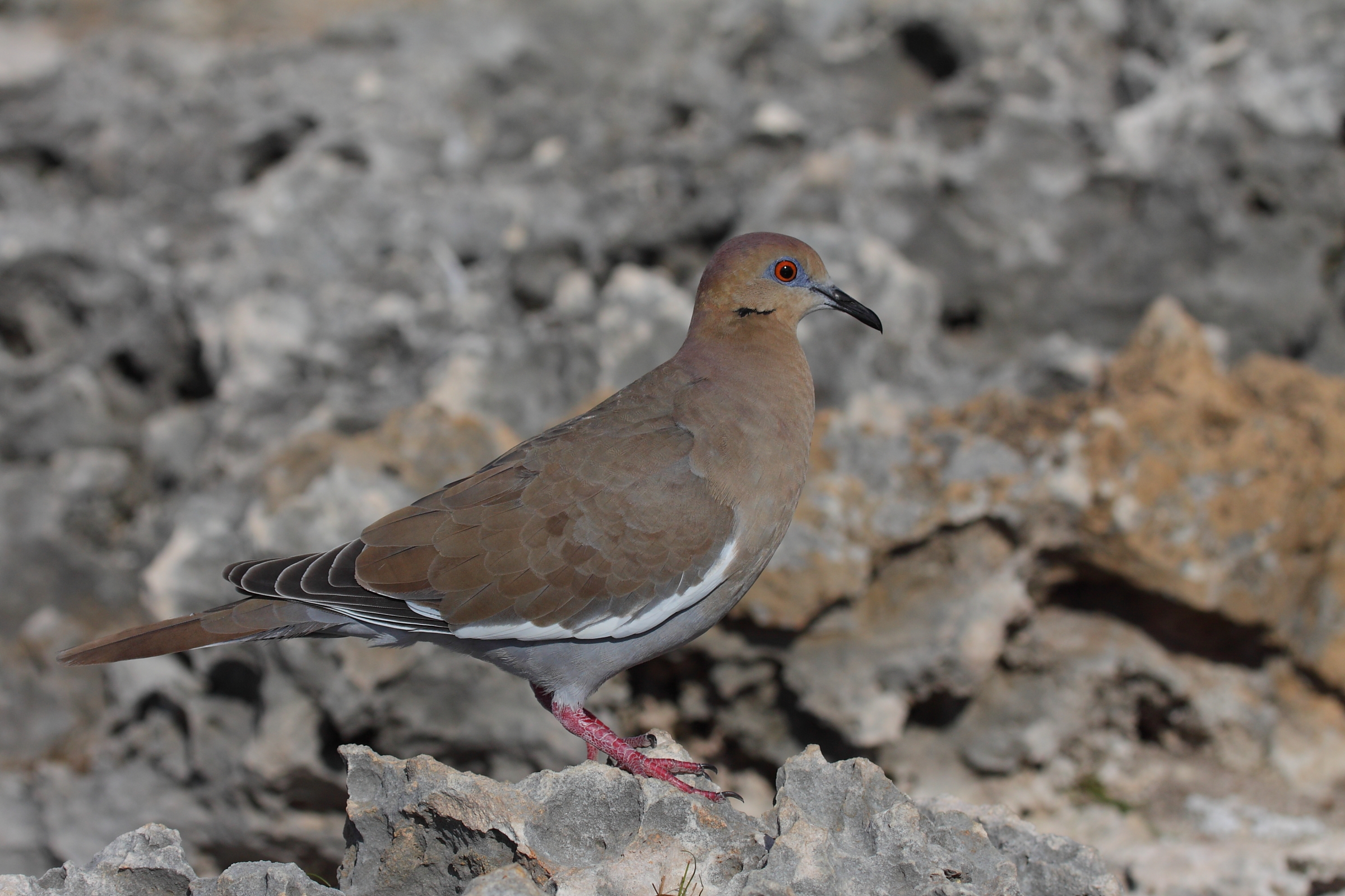 White-winged dove gray