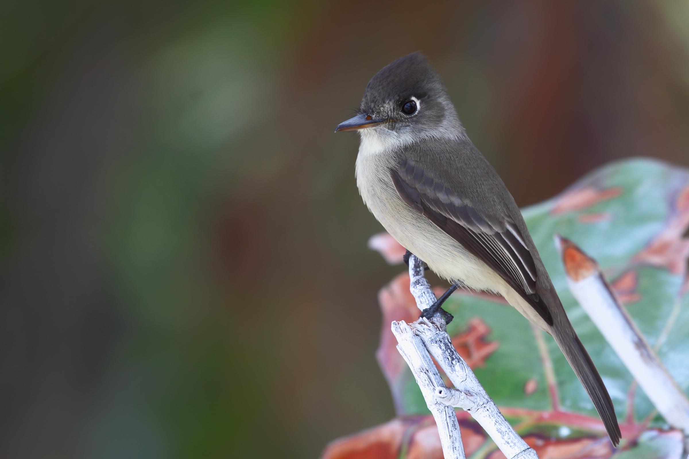 Piui largest of the Antilles