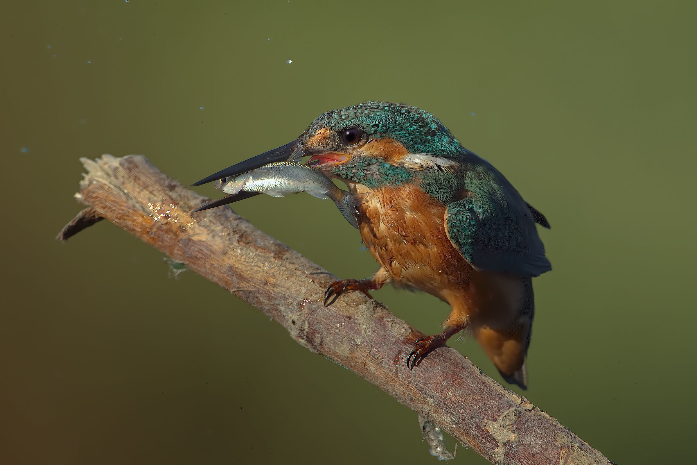 Mullet for dinner ....