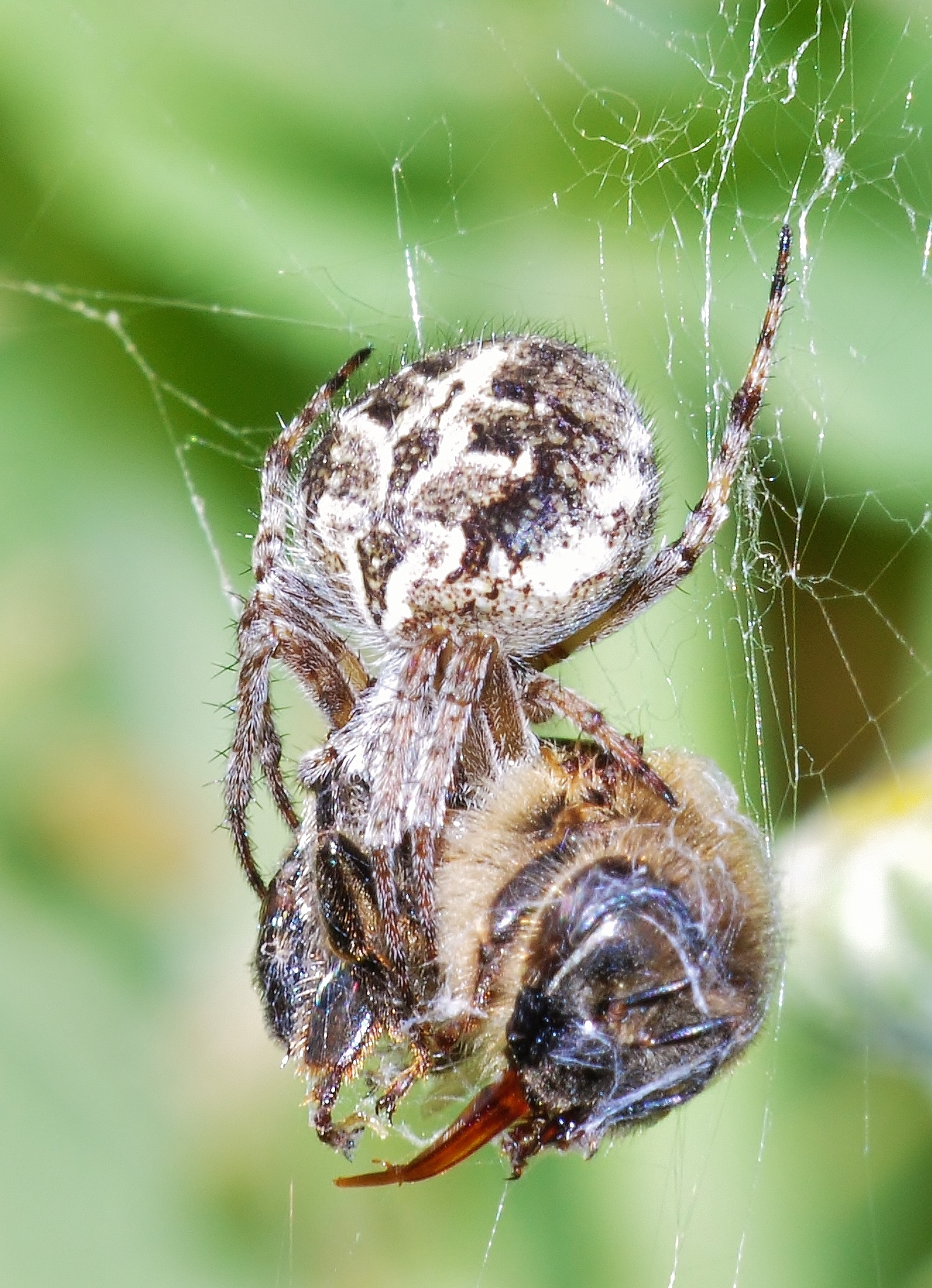 indagine su un apicidio