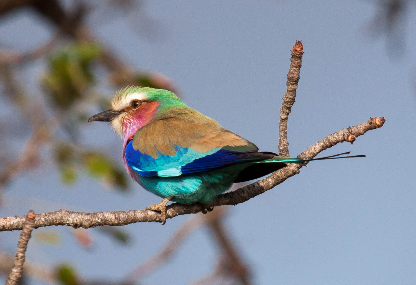 Rainbow bird - Kruger Park