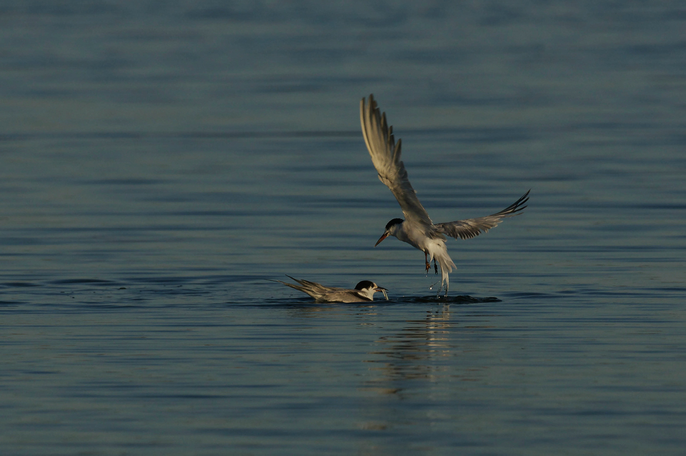 Here .. came the jelly