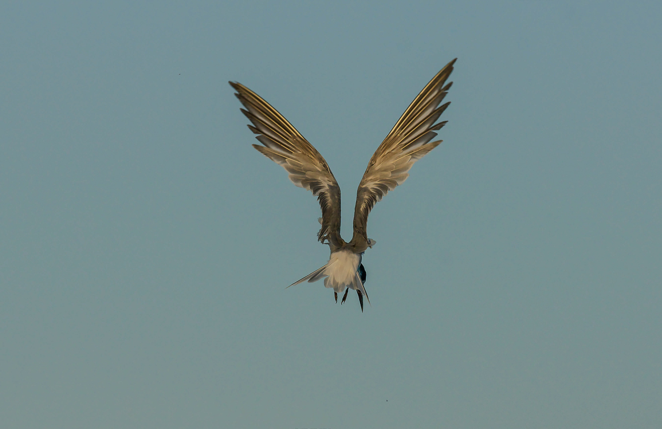 whiskered tern