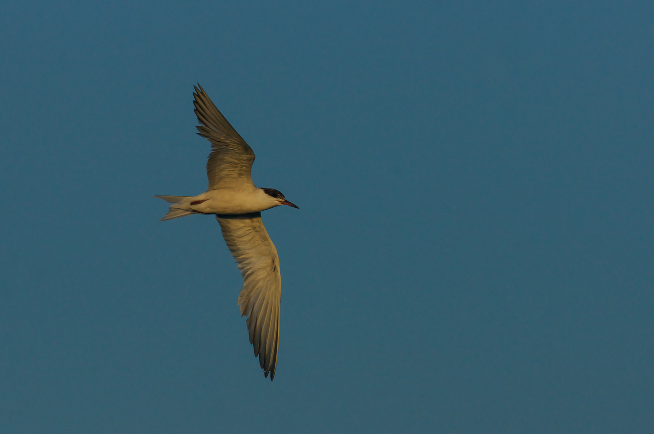 tern in the evening
