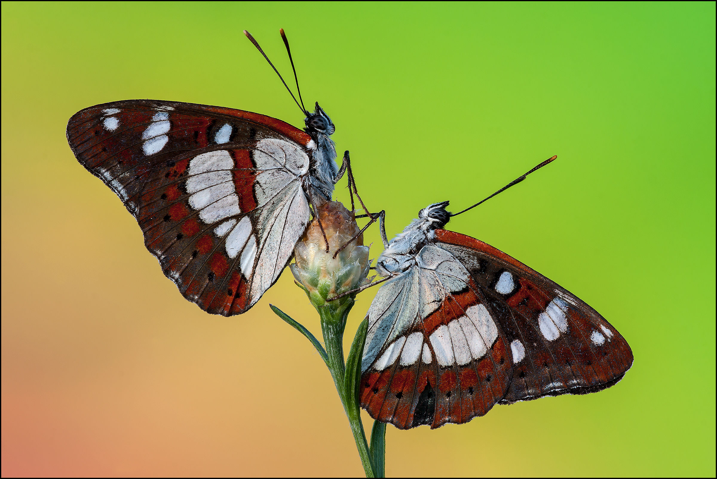 Limenitis reducta.........coppia