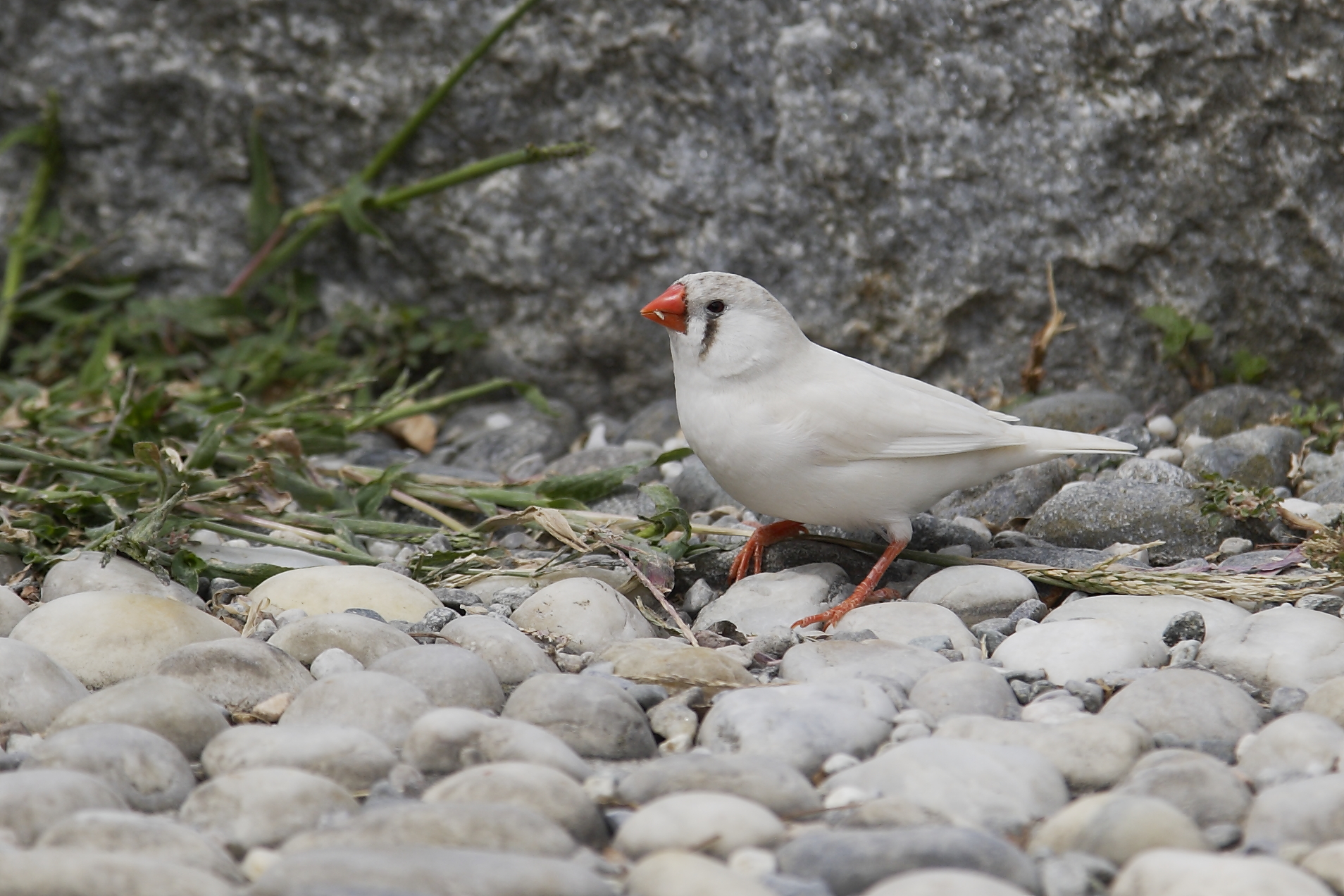 Diamante mandarino Taeniopygia (Poephyla) Guttata Casta