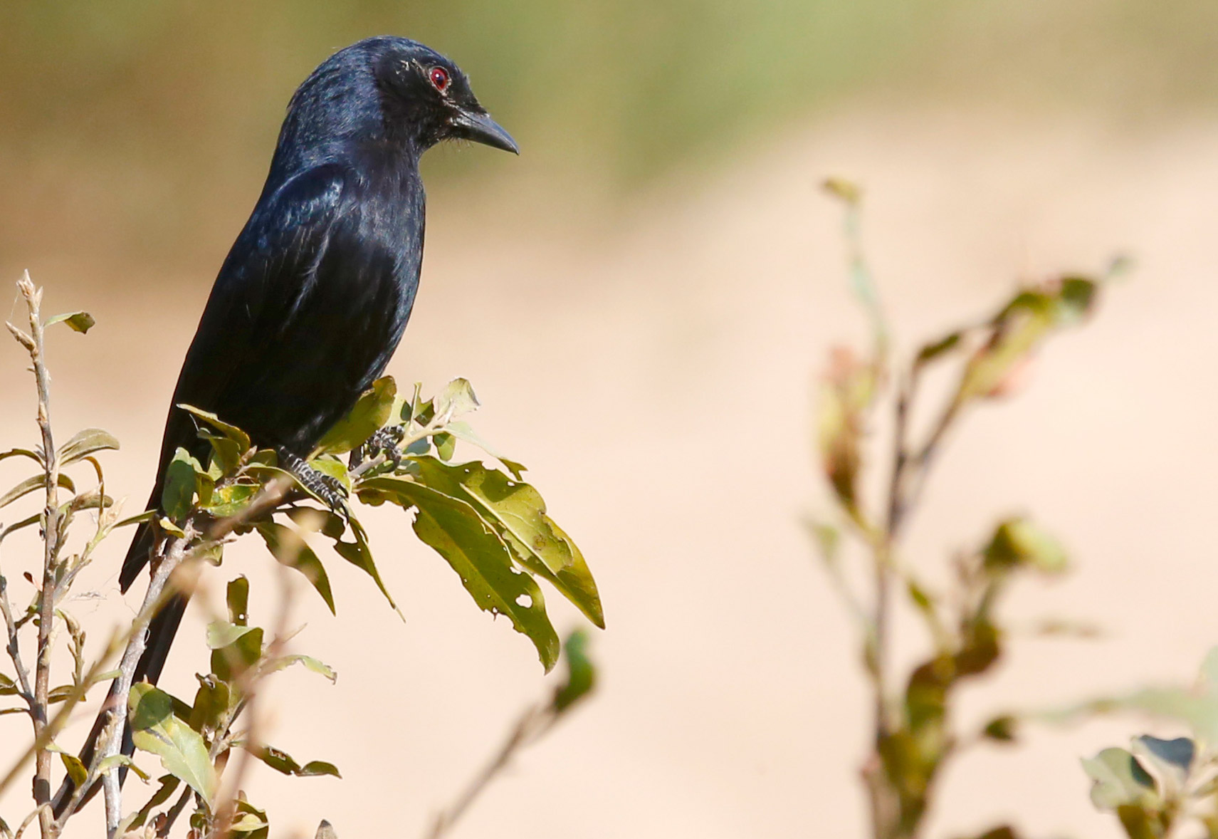Drongo codaforcuta