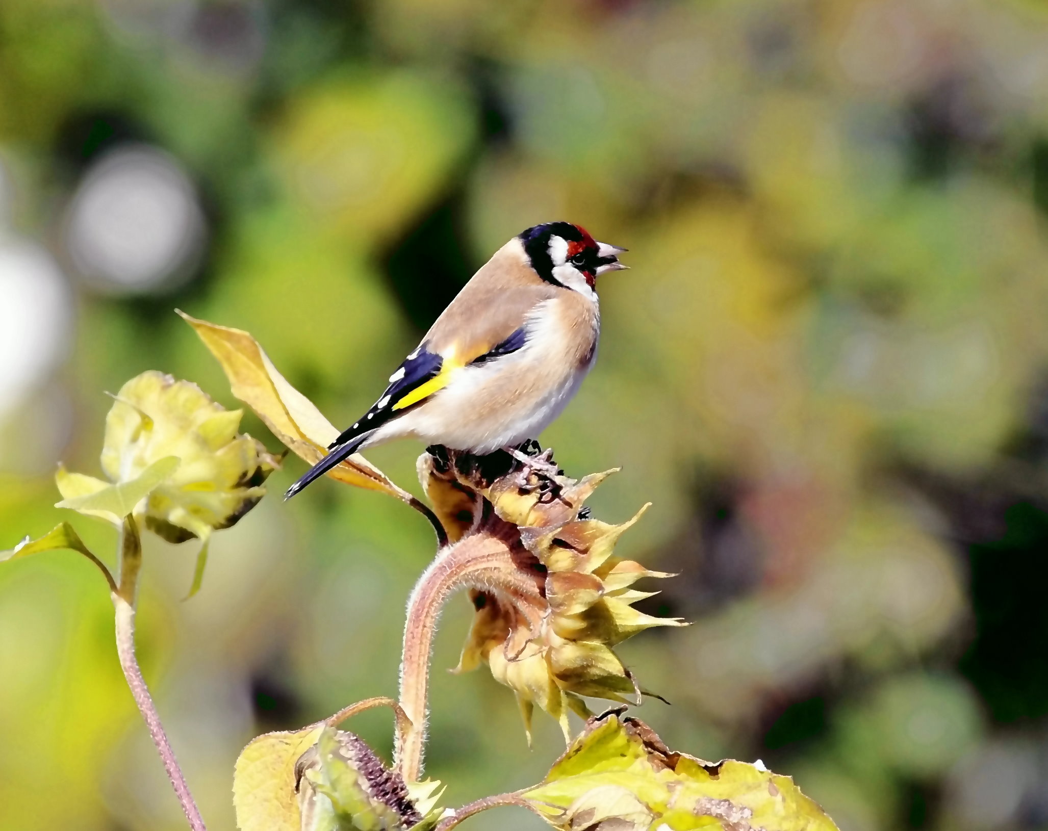 goldfinch