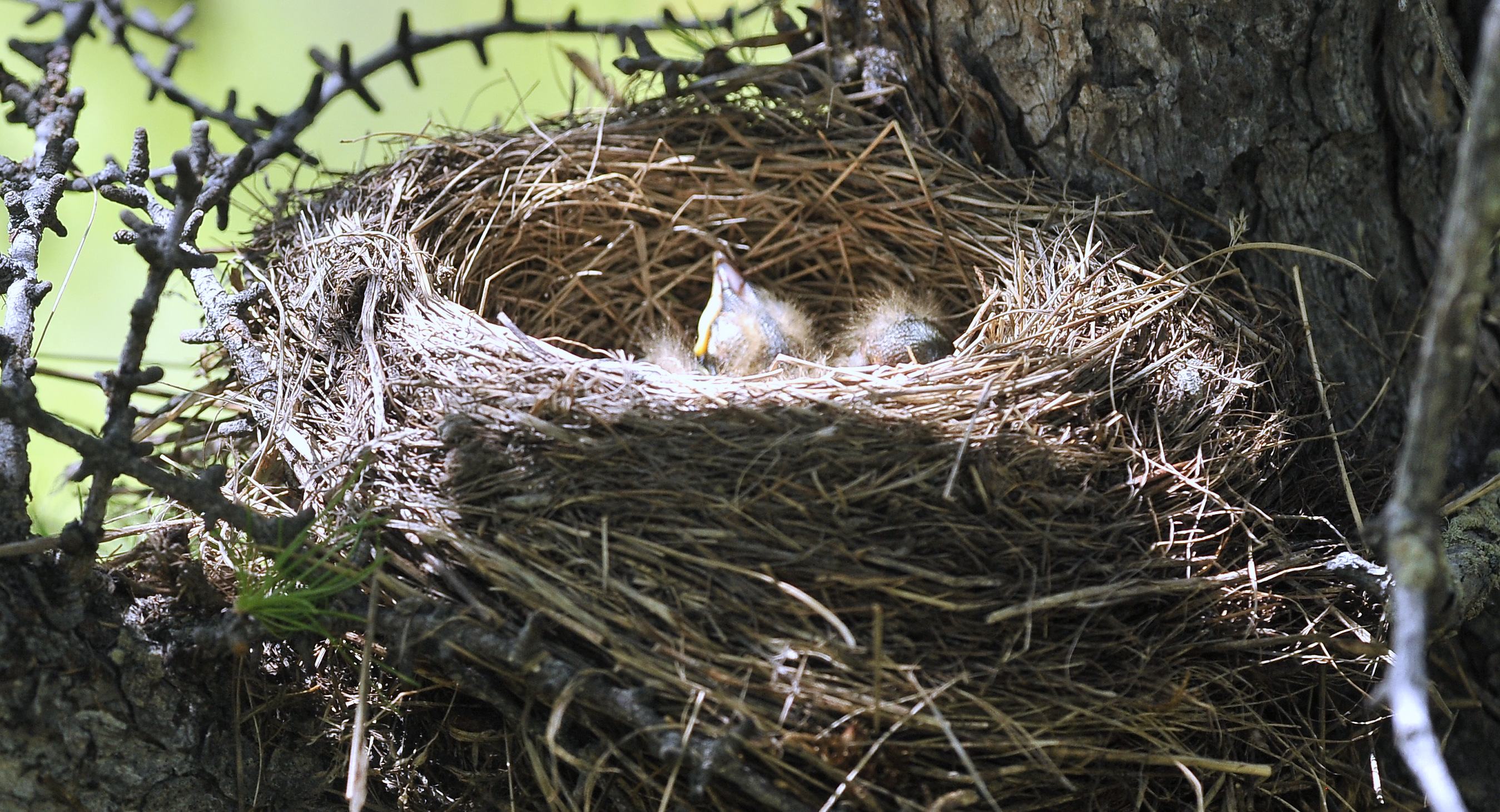smaller Ouzel white