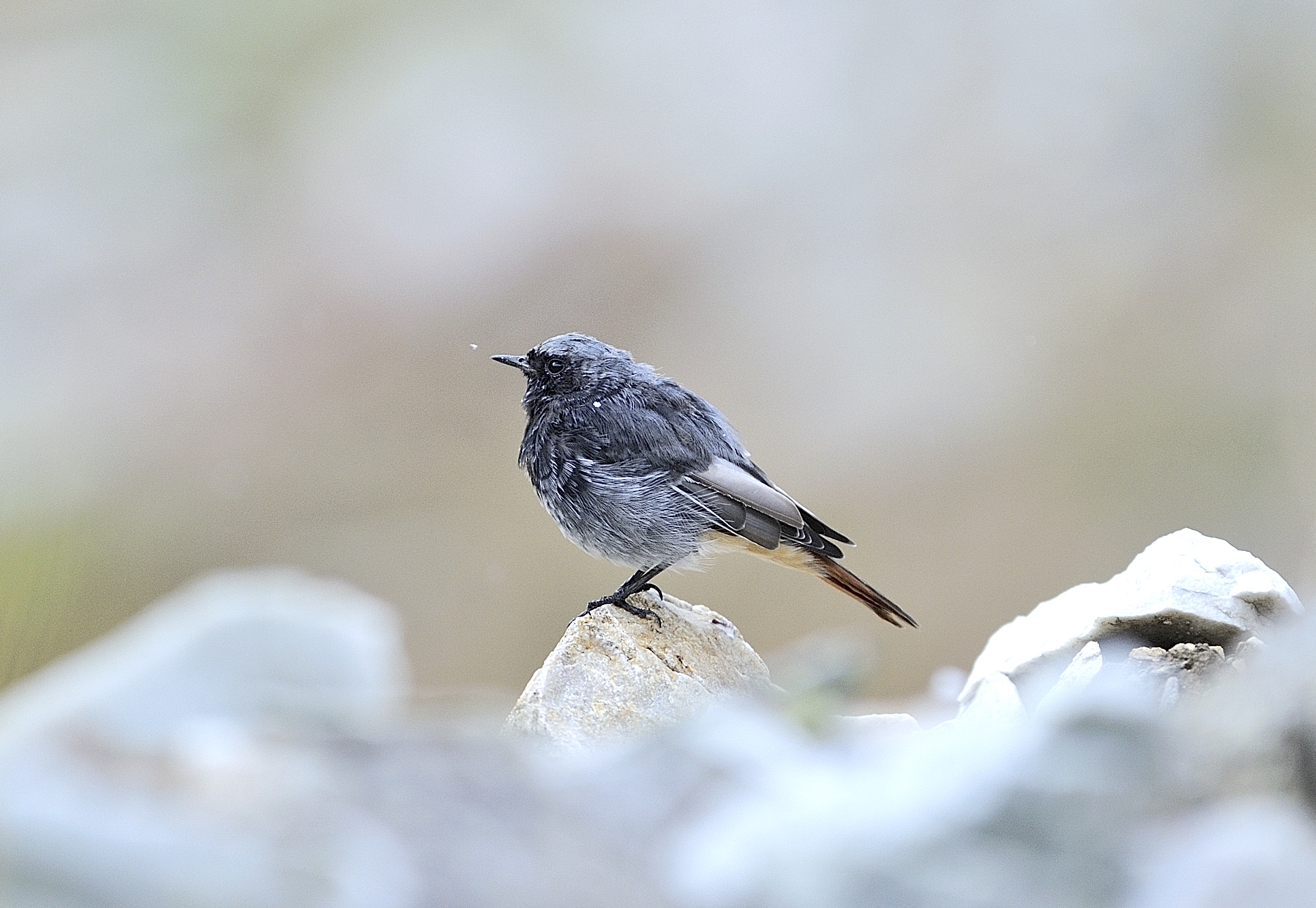 Black Redstart