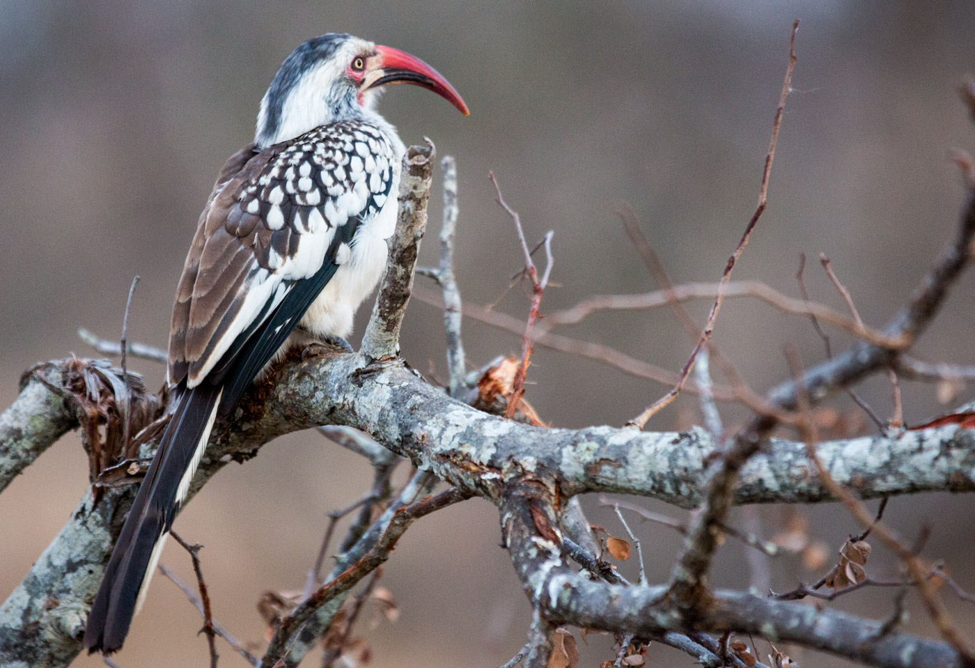 Calao dal becco rosso