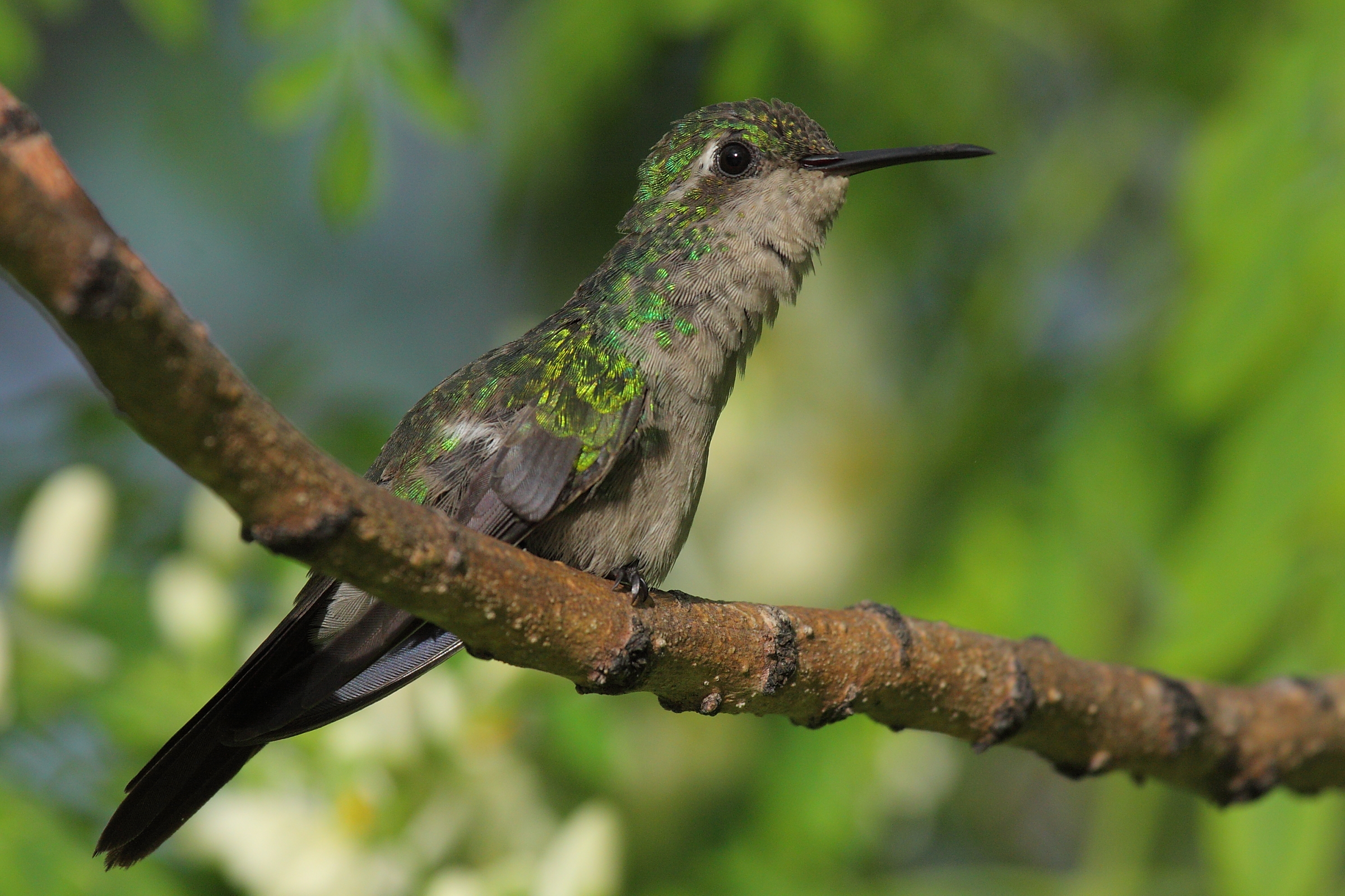 Colibri emerald Cuba