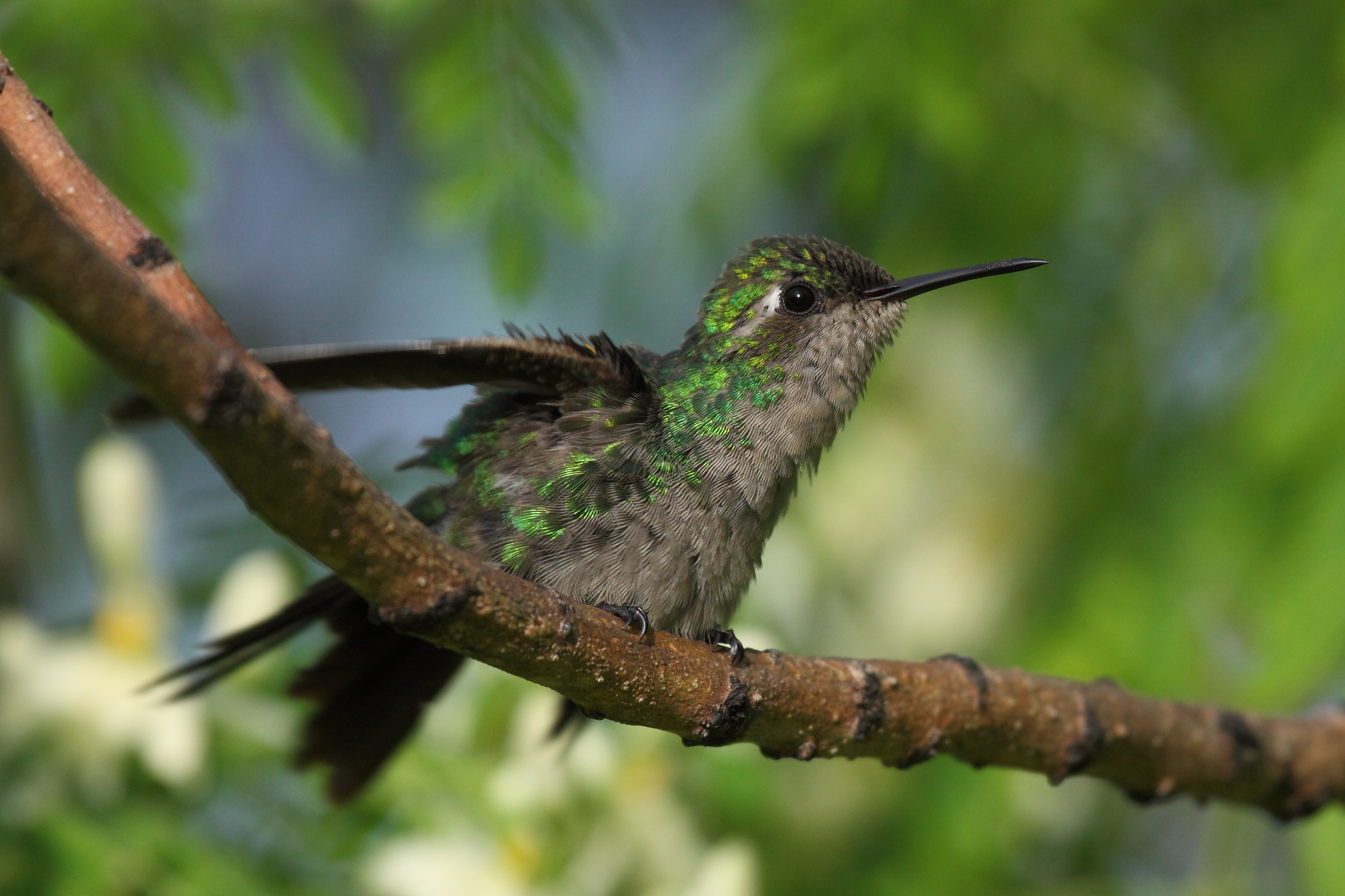 Cuban Emerald Hummingbird