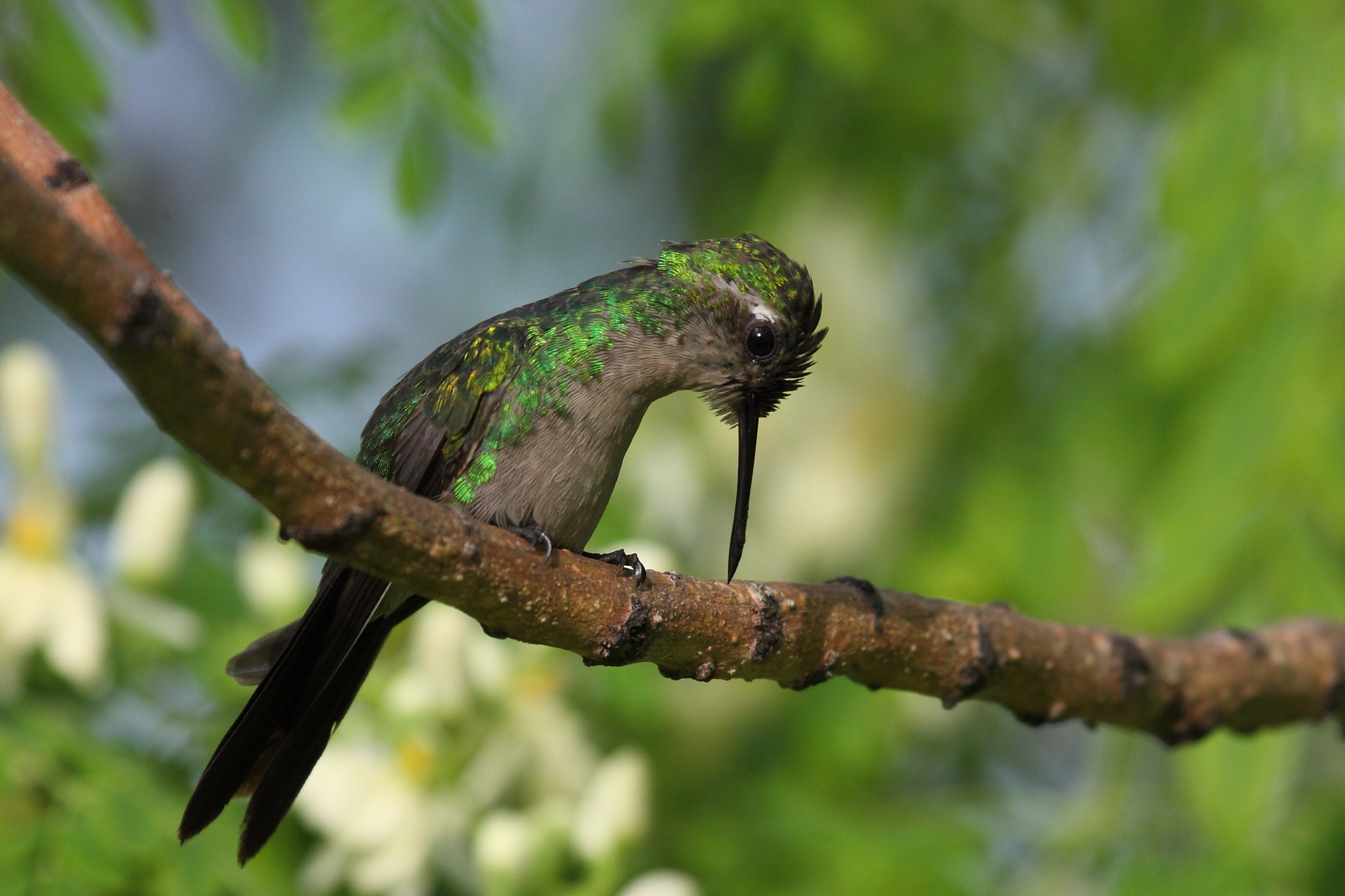 Cuban Emerald Hummingbird
