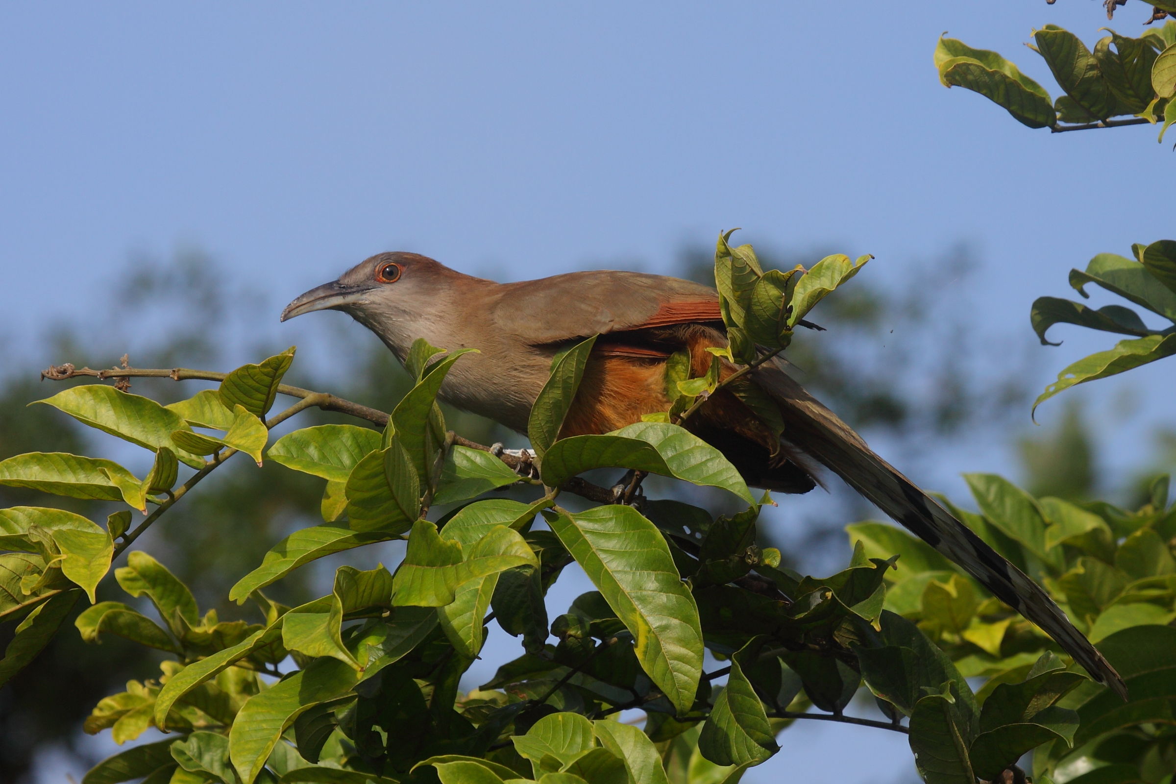 Lizard Cuckoo greater