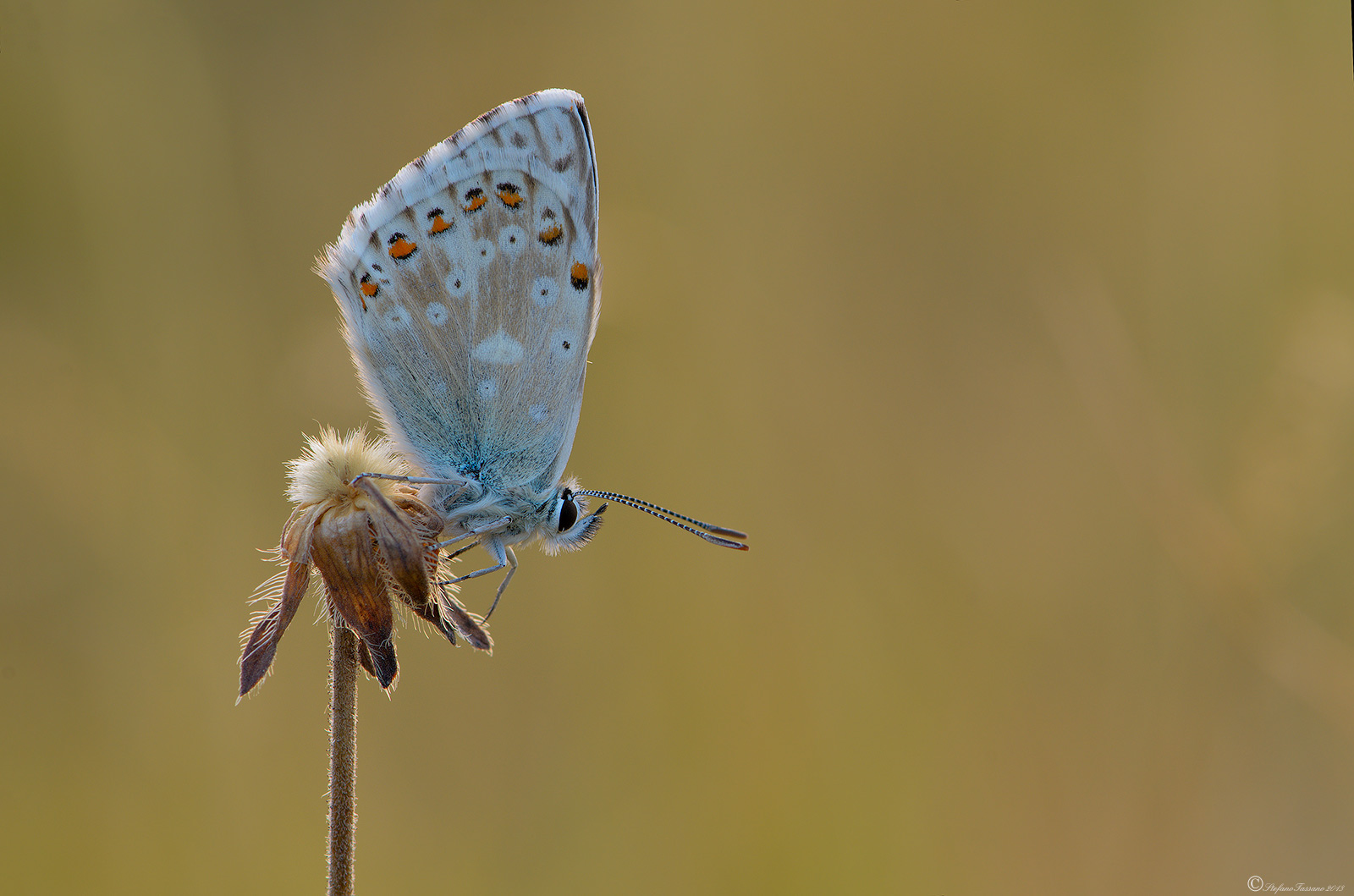Polyommatus coridon