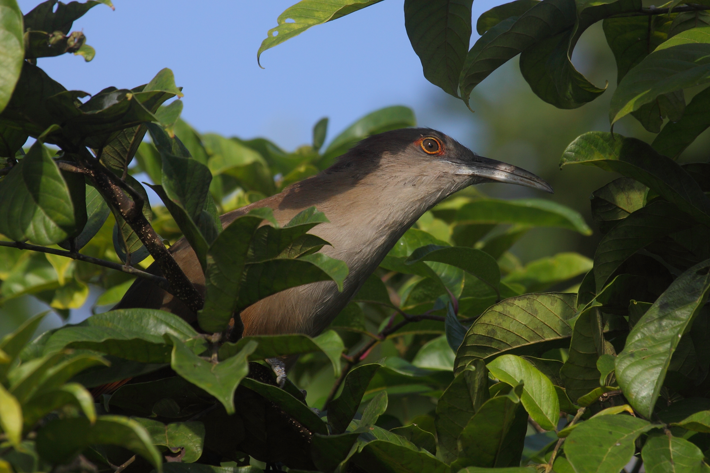 Lizard Cuckoo greater