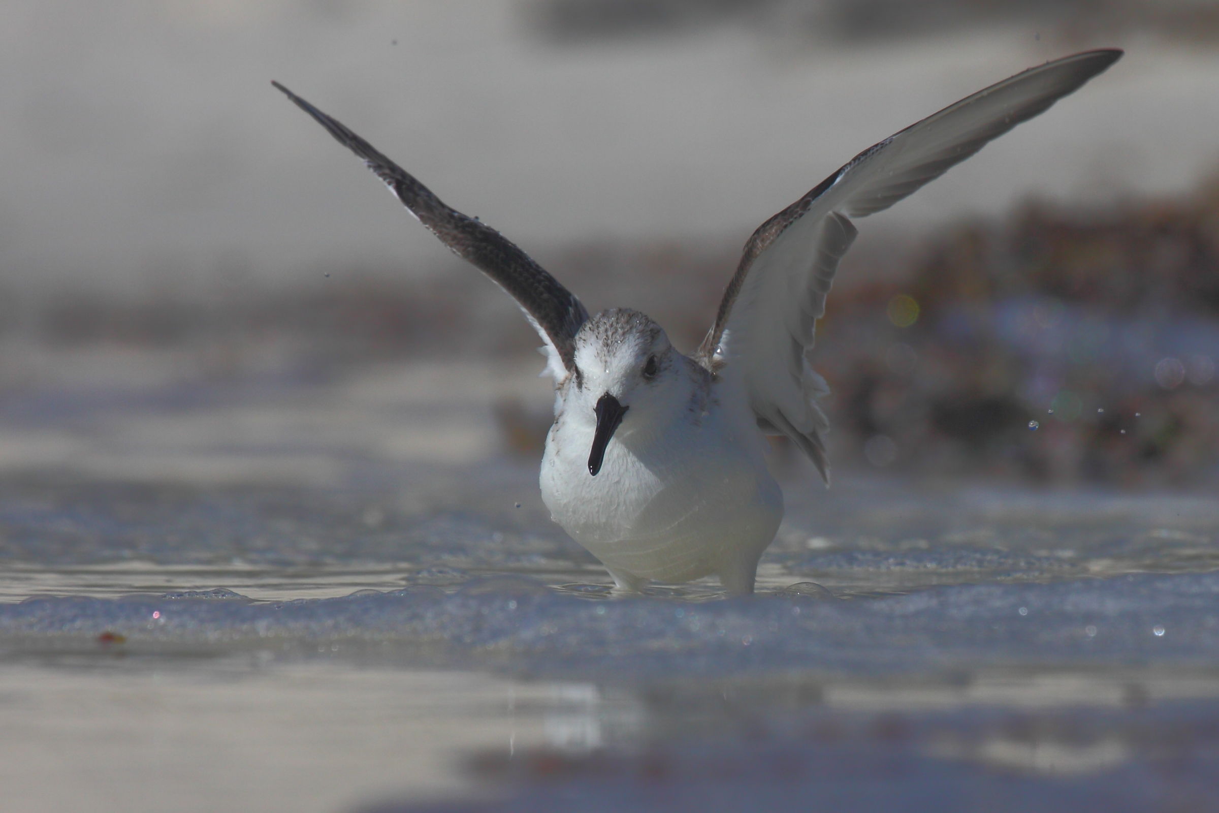 Sanderling