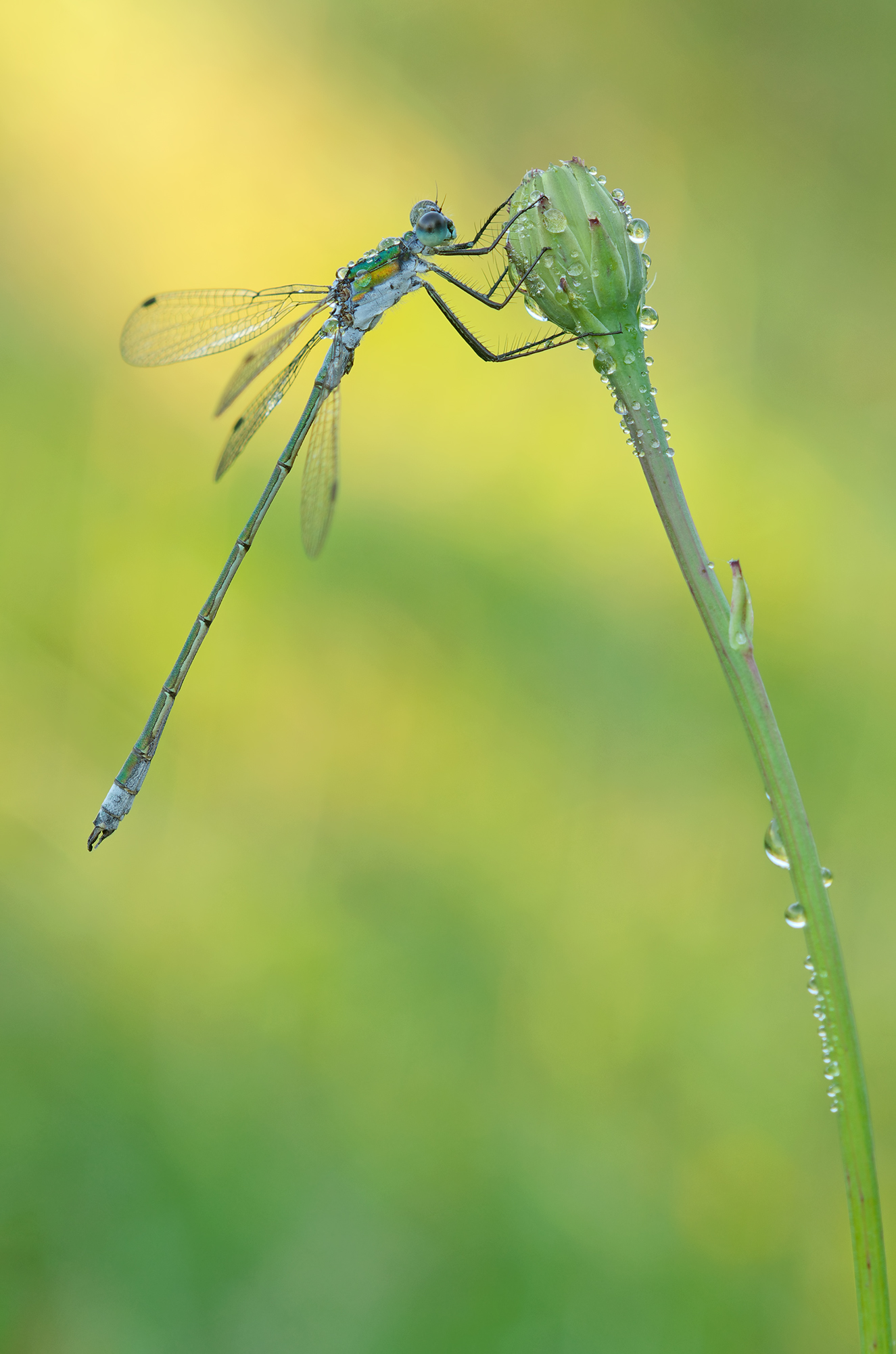 Lestes sponsa