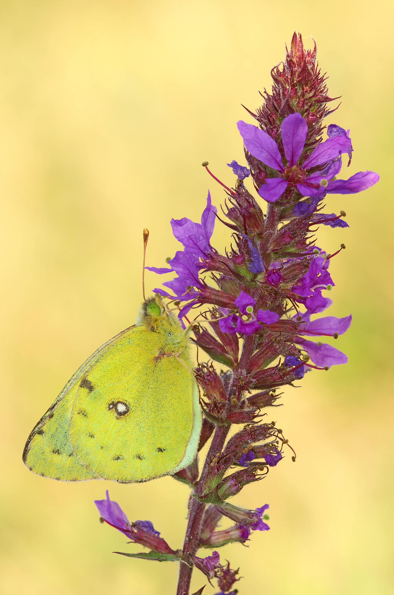 Colias hyale
