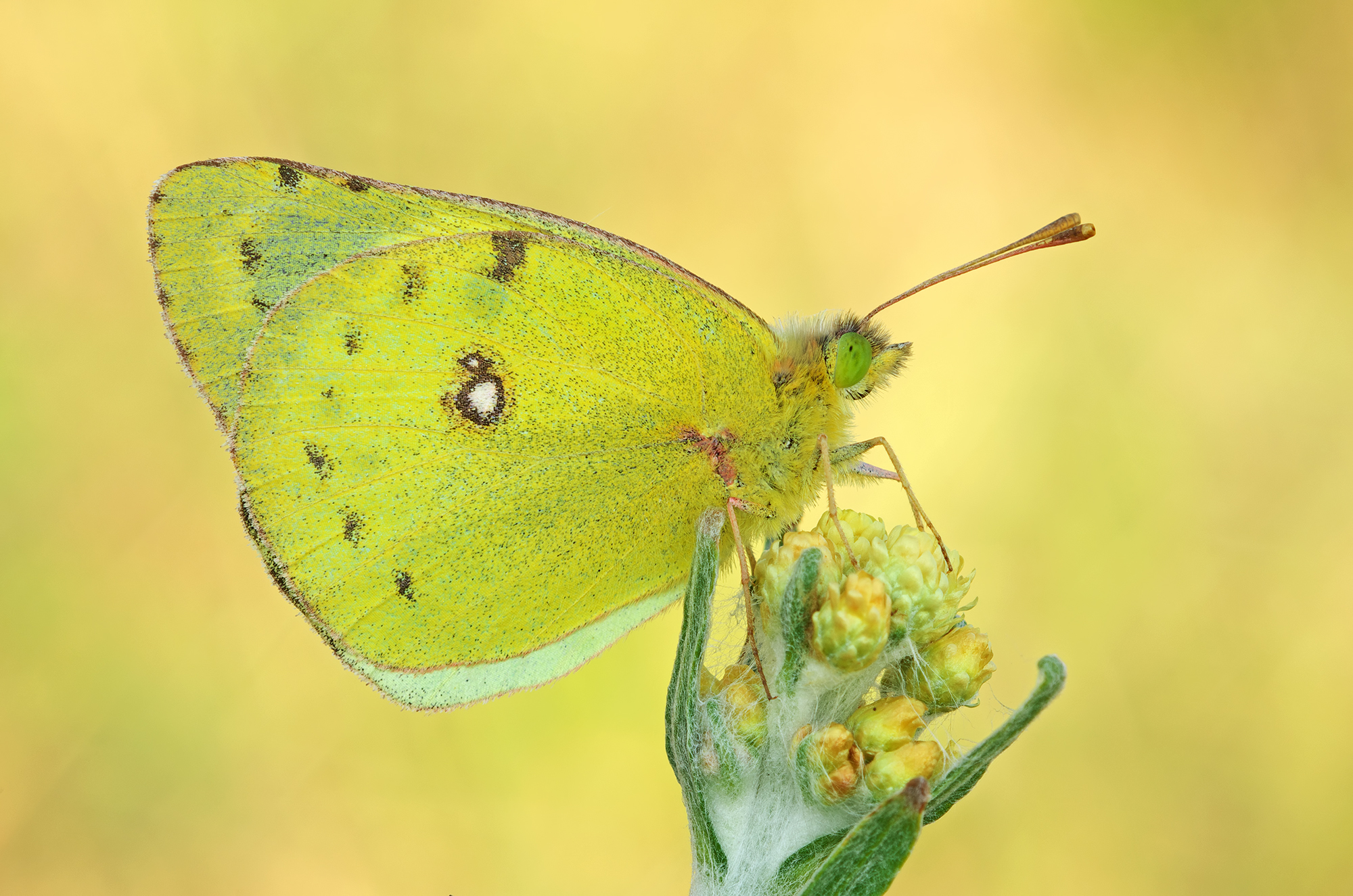 Colias hyale