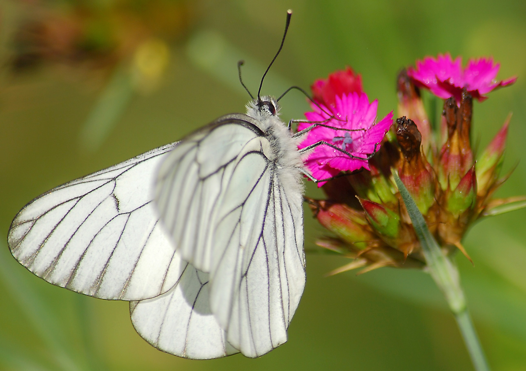 Pieride del biancospino
