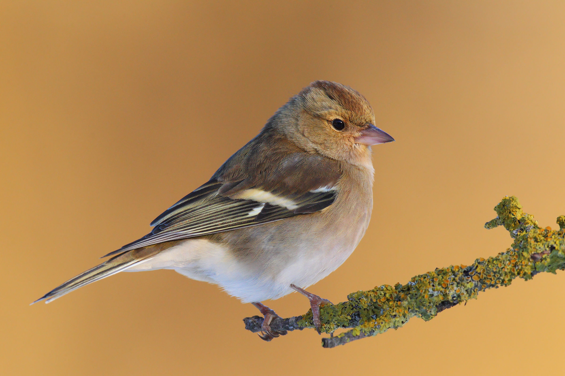 Femmina di fringuello