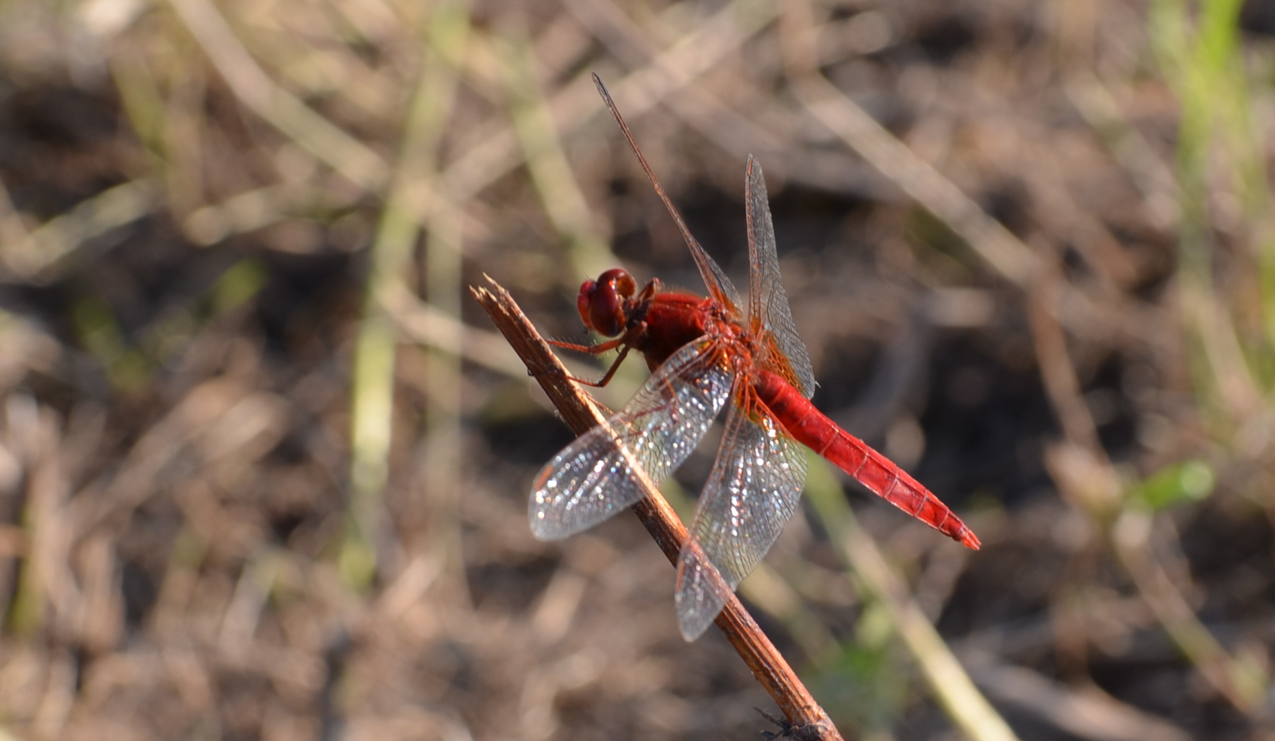 Dragonfly