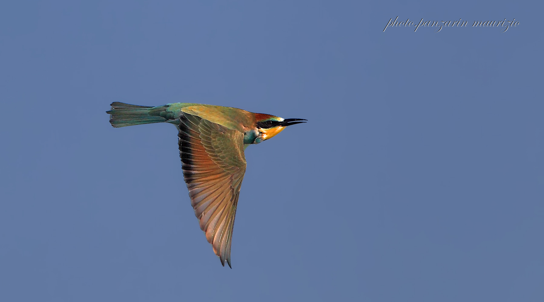 the flight of the grucione