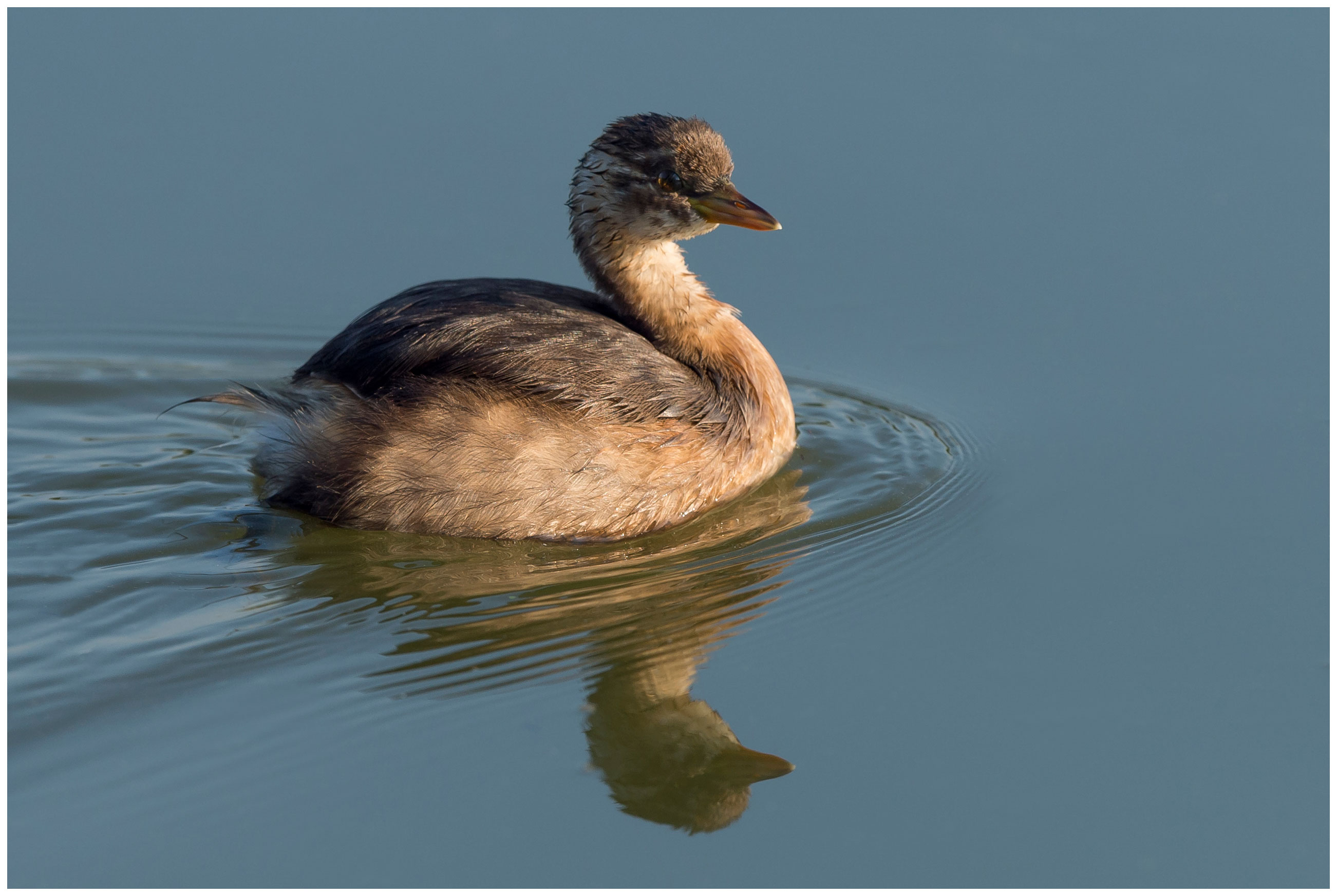 Little Grebe