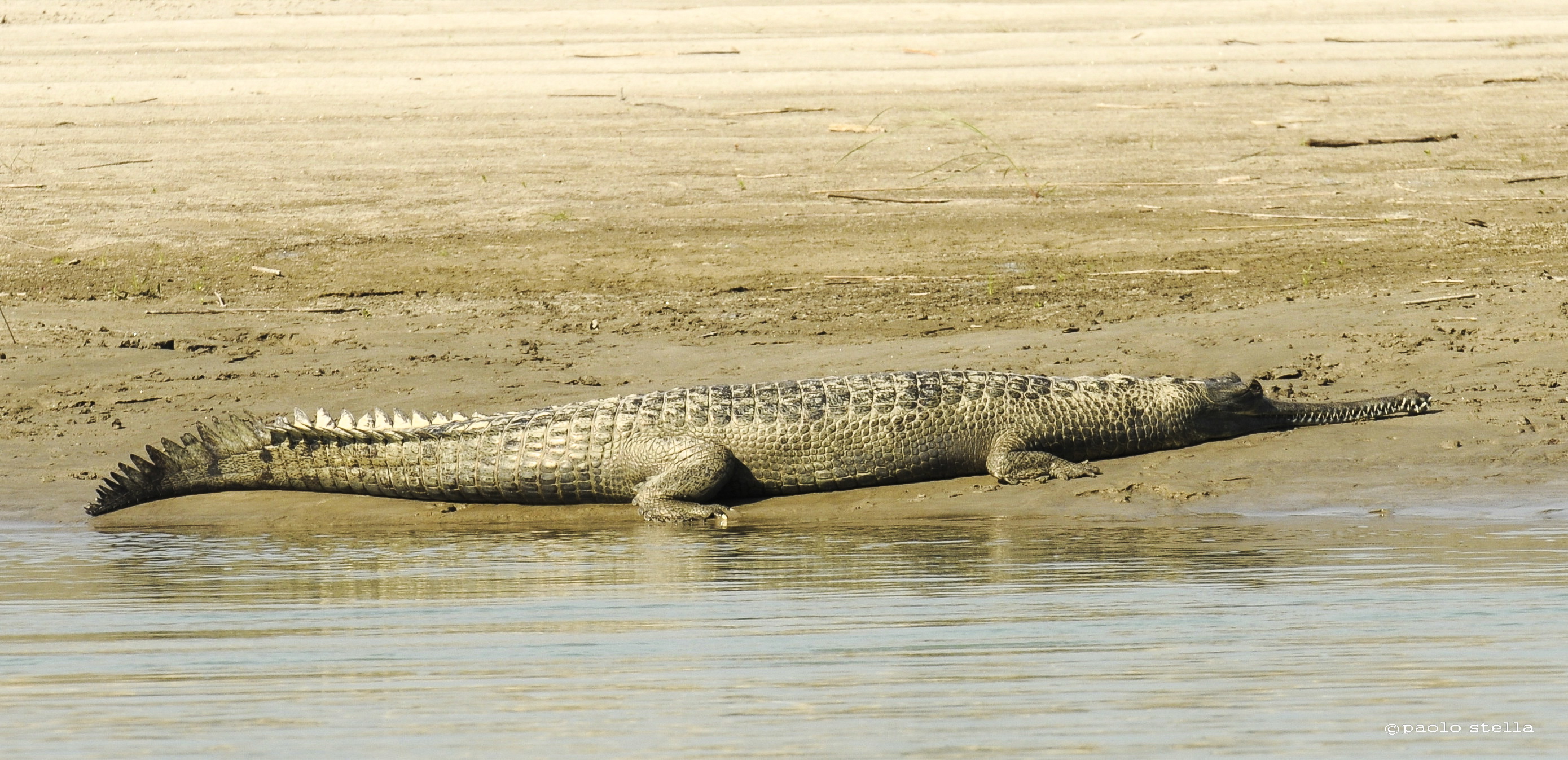 Gharial