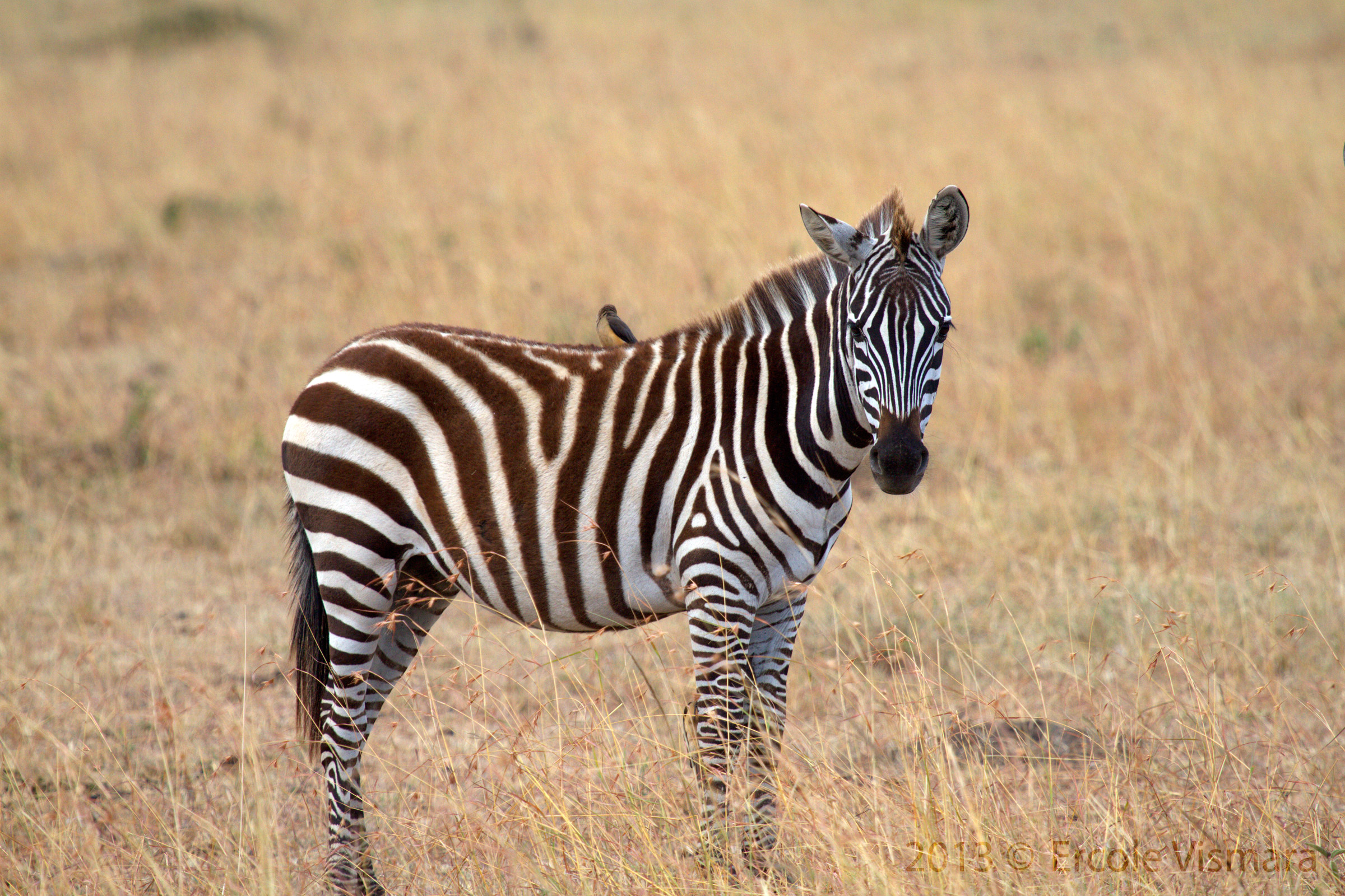 Zebra