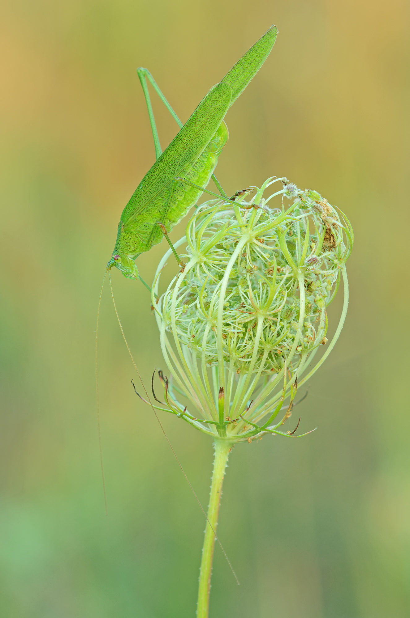Phaneroptera falcata