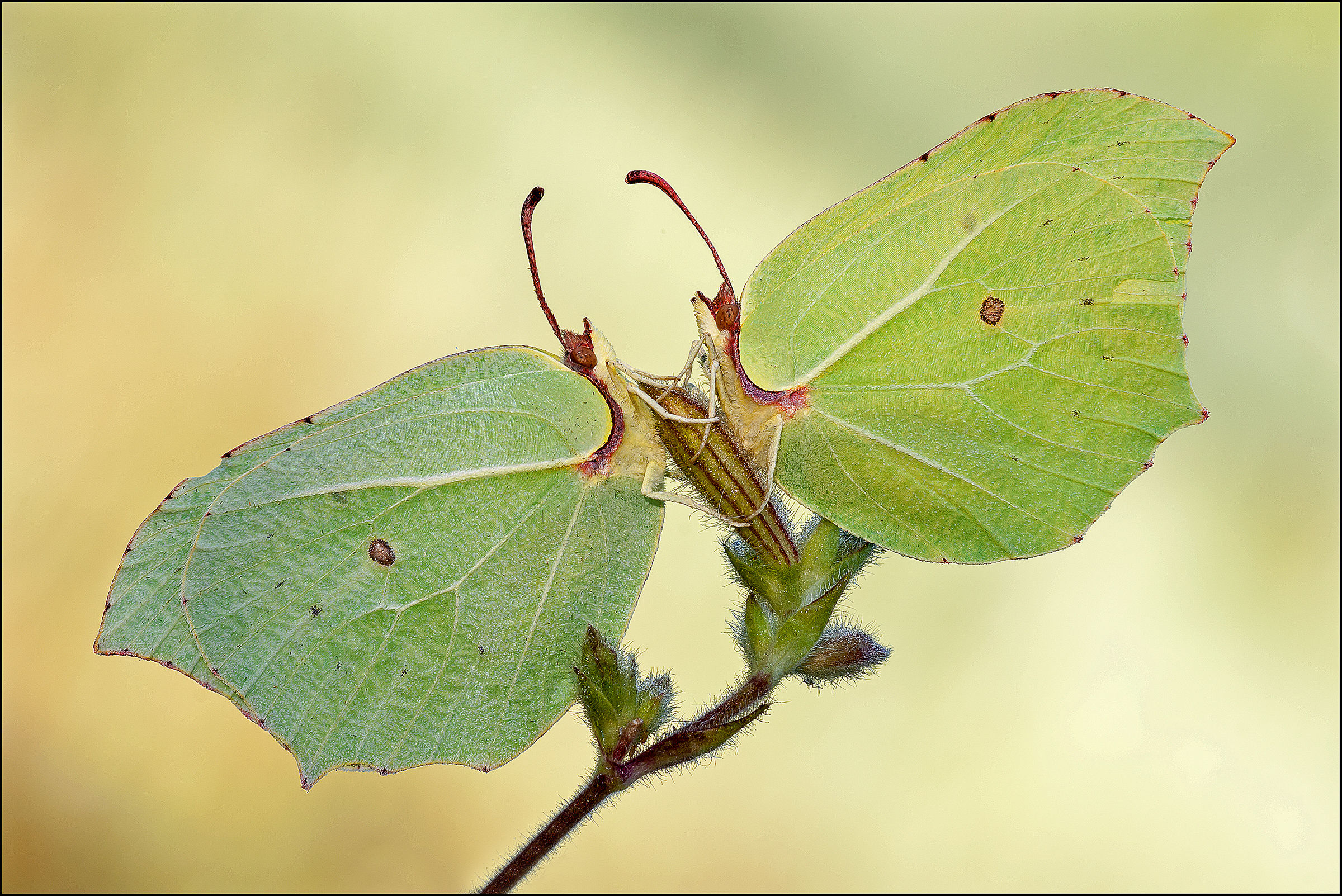 Cedronella (Genepteryx rahmni)...........coppia
