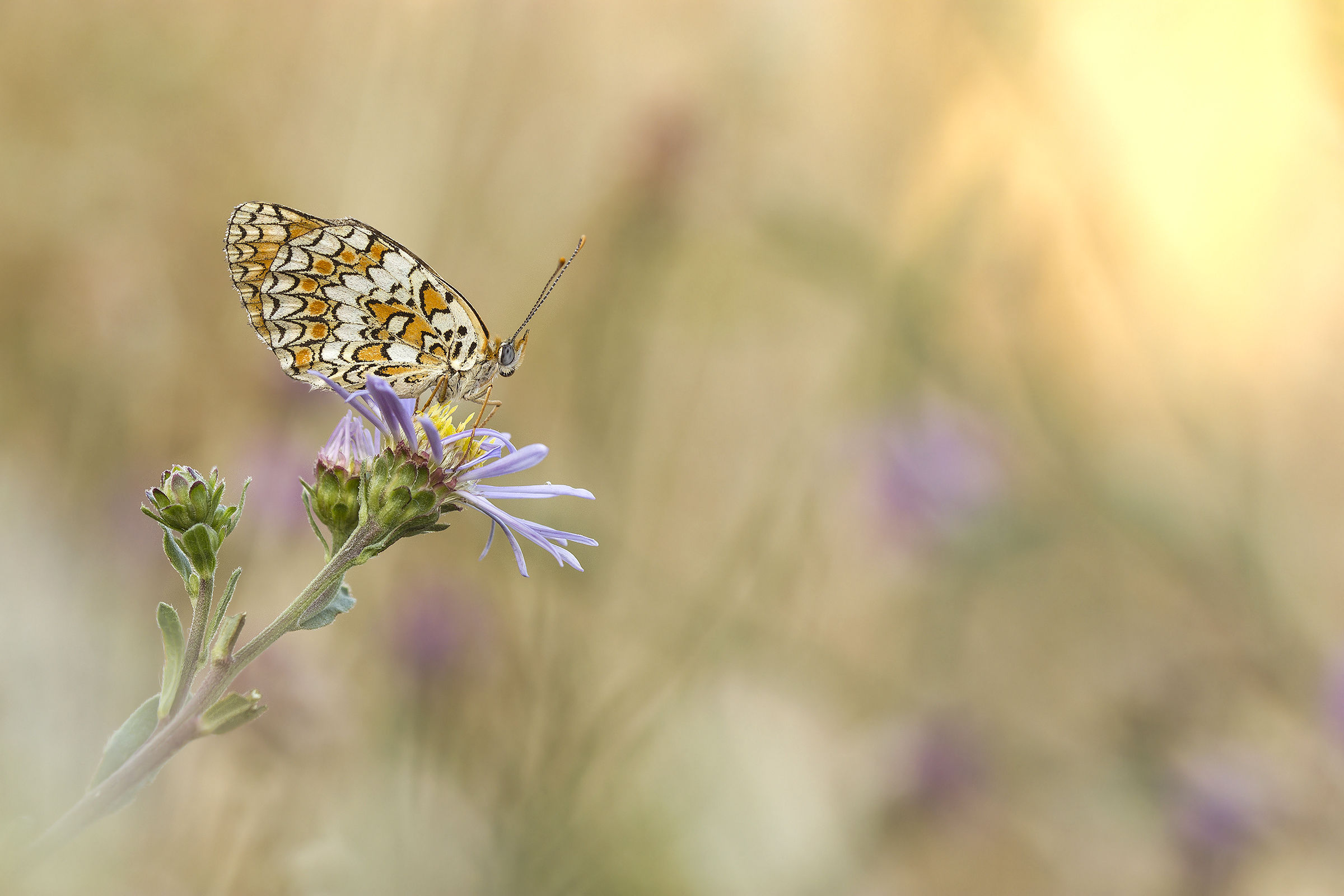 Il Risveglio della Foresta...