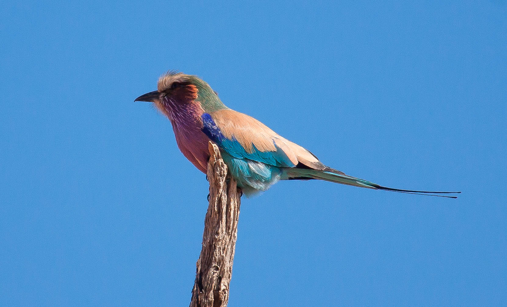 Rainbow bird 3 - Kruger Park