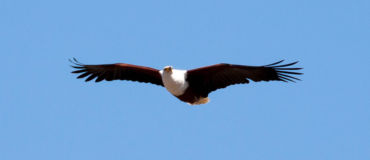 Fisherman Eagle - 2