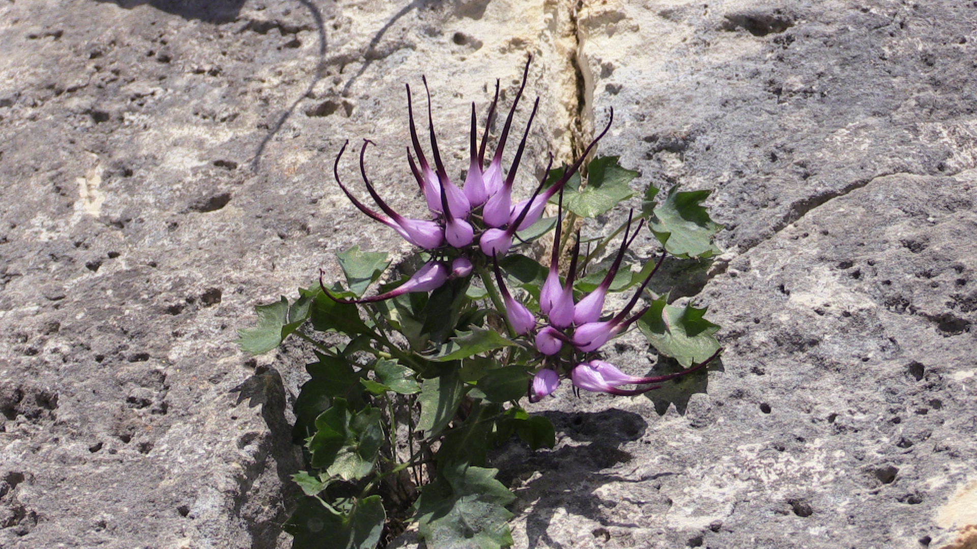 1 Physoplexis comosa