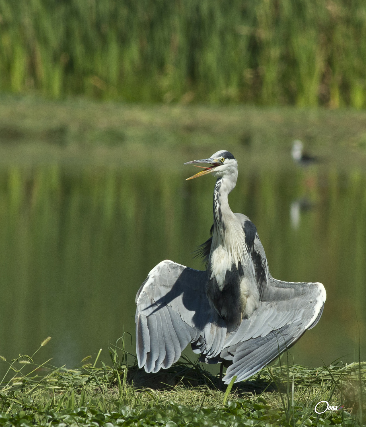 airone......accaldato