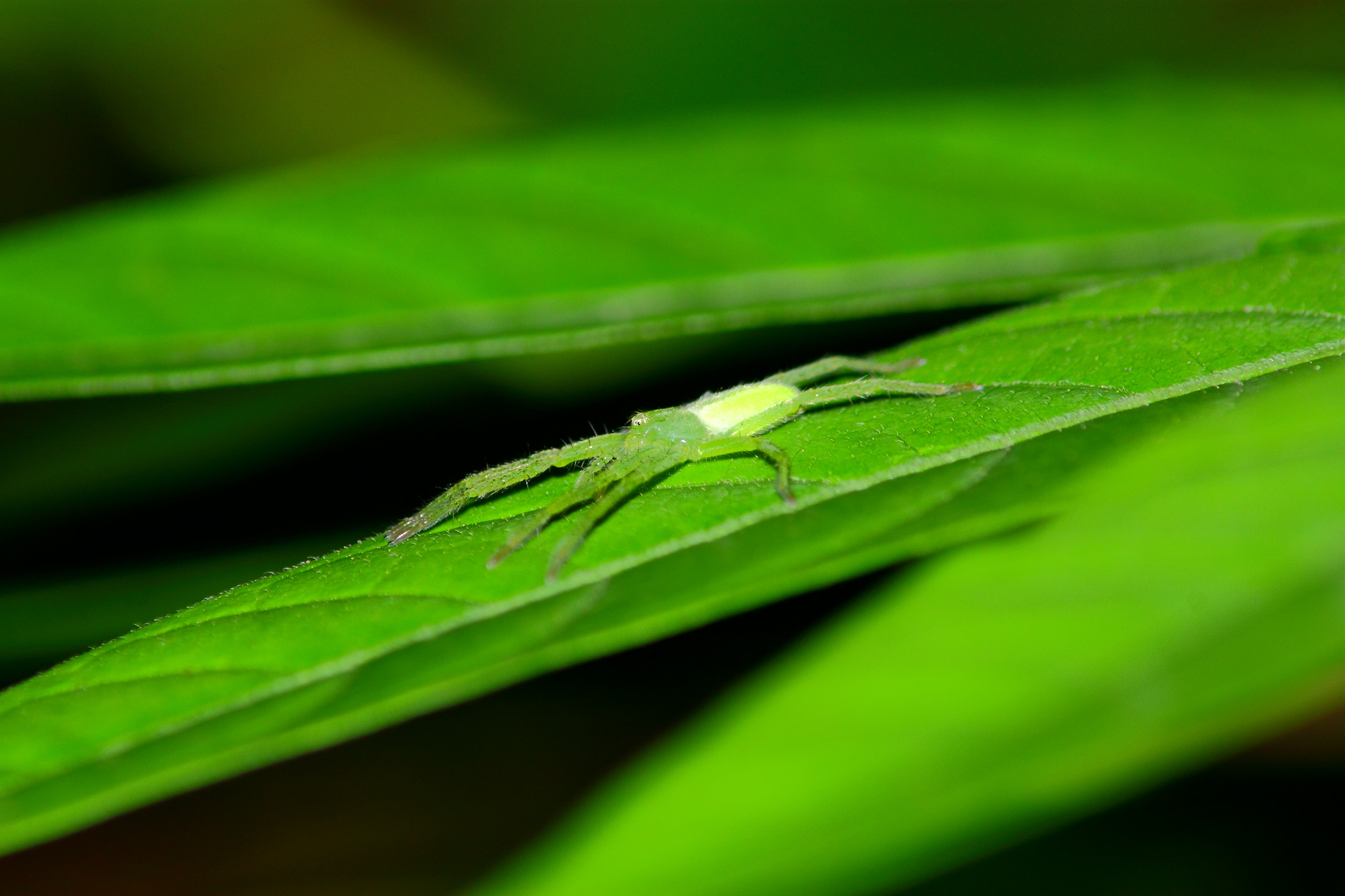 In the green, painted verdeeeee!