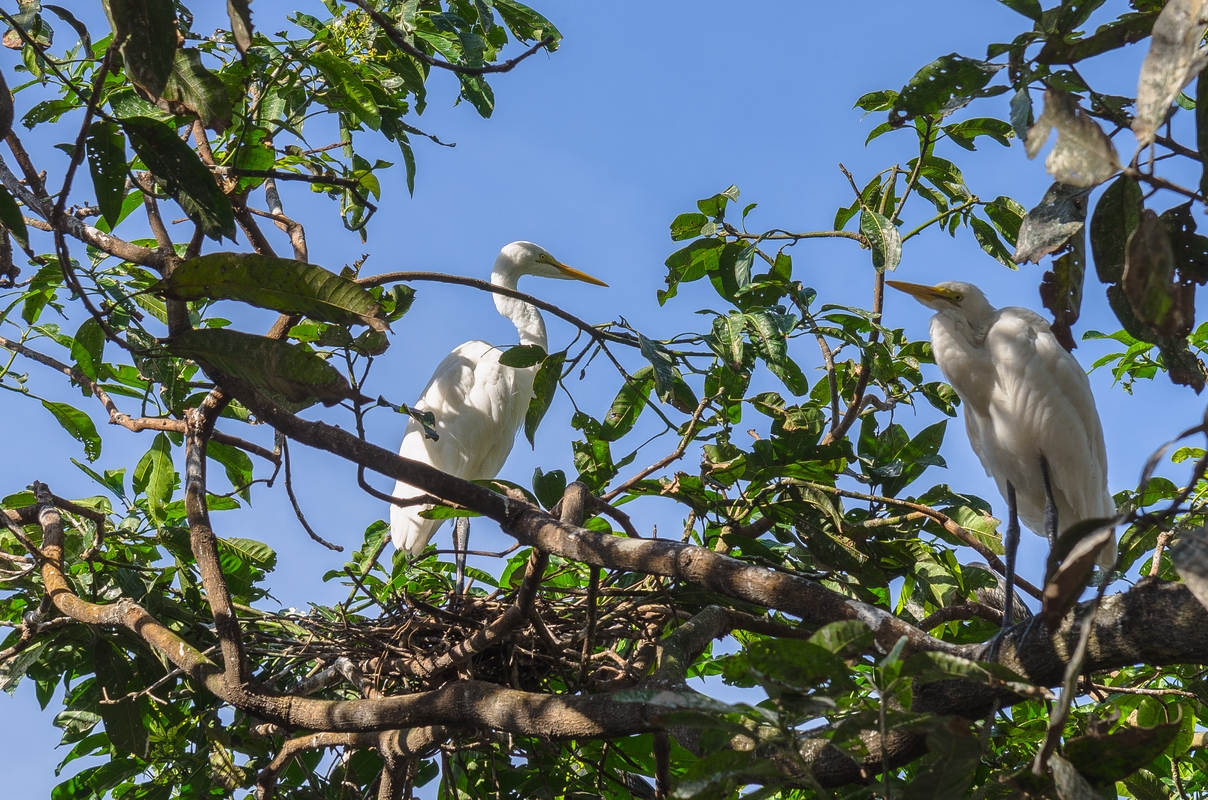 Sri Lanka - Egrets